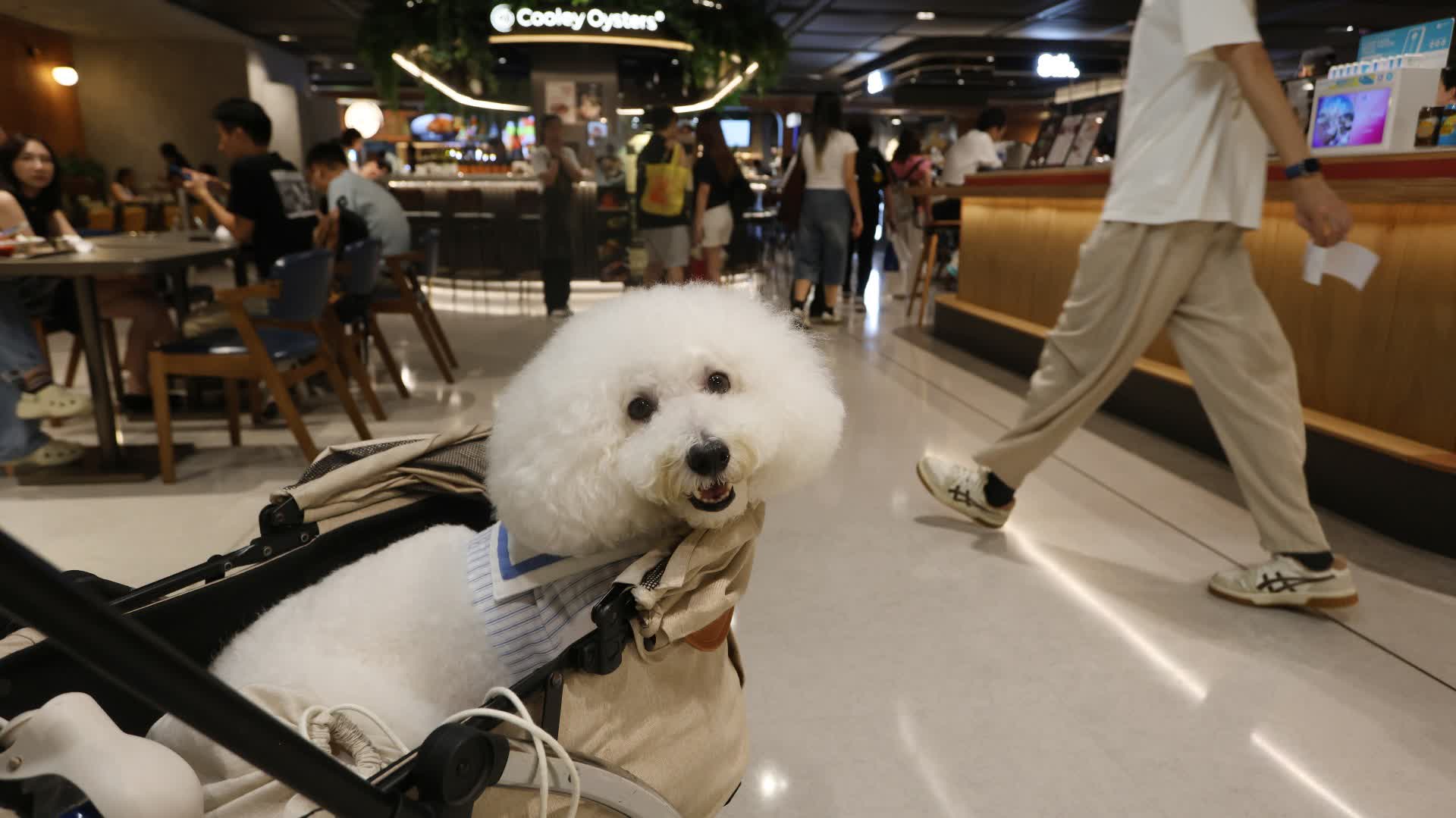 政府擬修例准狗隻入食肆 謝展寰:建議每名顧客限帶兩隻