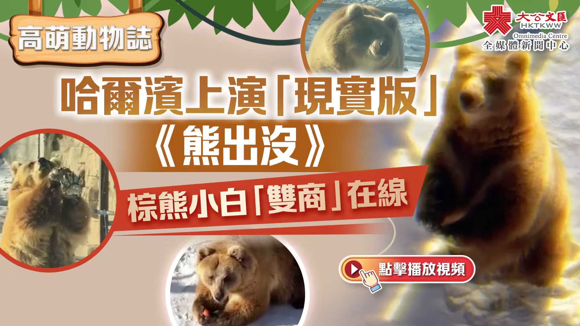 高萌動物誌|哈爾濱上演「現實版」《熊出沒》 棕熊小白「雙商」在線