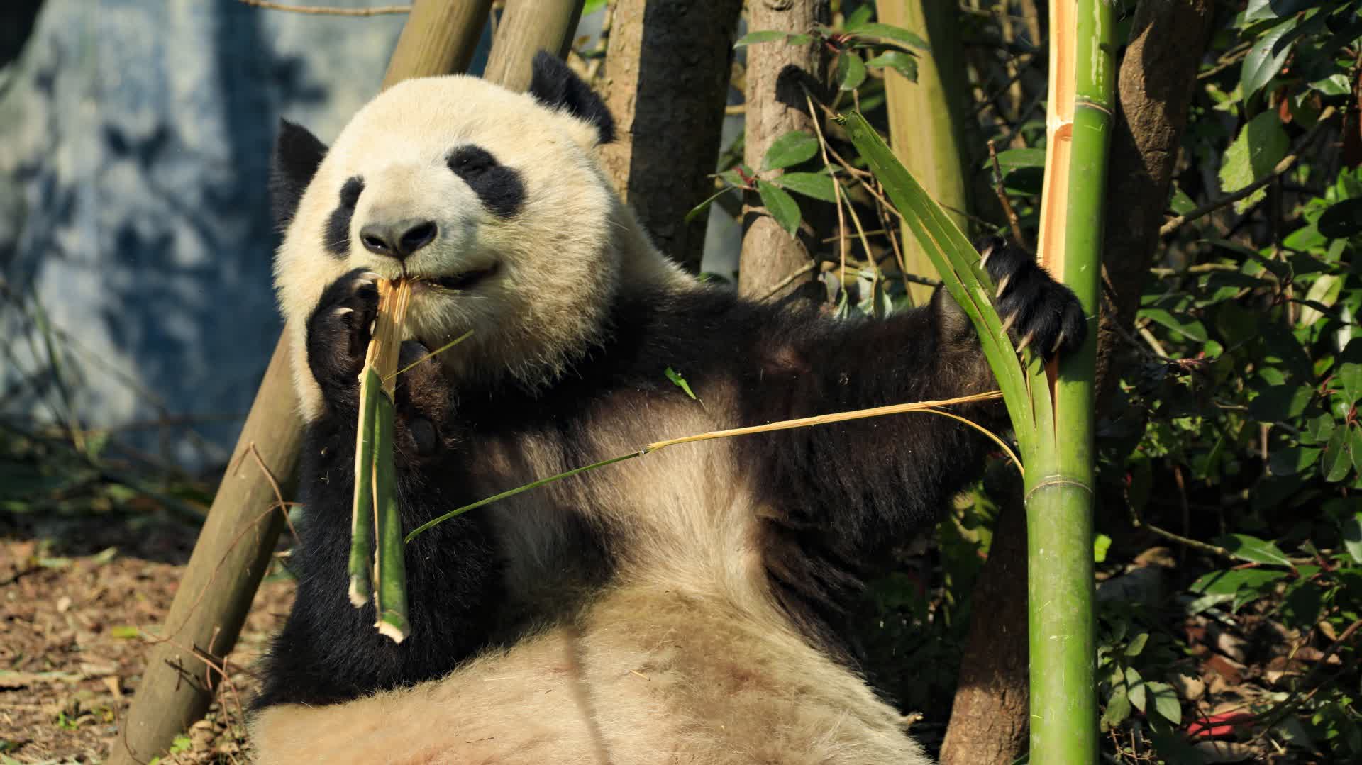 (多圖)春節來「熊貓谷」 看熊貓觀「鳳凰」添吉祥
