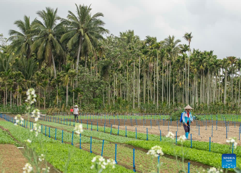Farmers work in the fields of Nanku Village, Qionghai City, south China's Hainan Province, Feb. 25, 2026. After the Spring Festival holiday, farmers are busy with agricultural production in the farming season across the country. (Photo by Meng Zhongde/Xinhua)