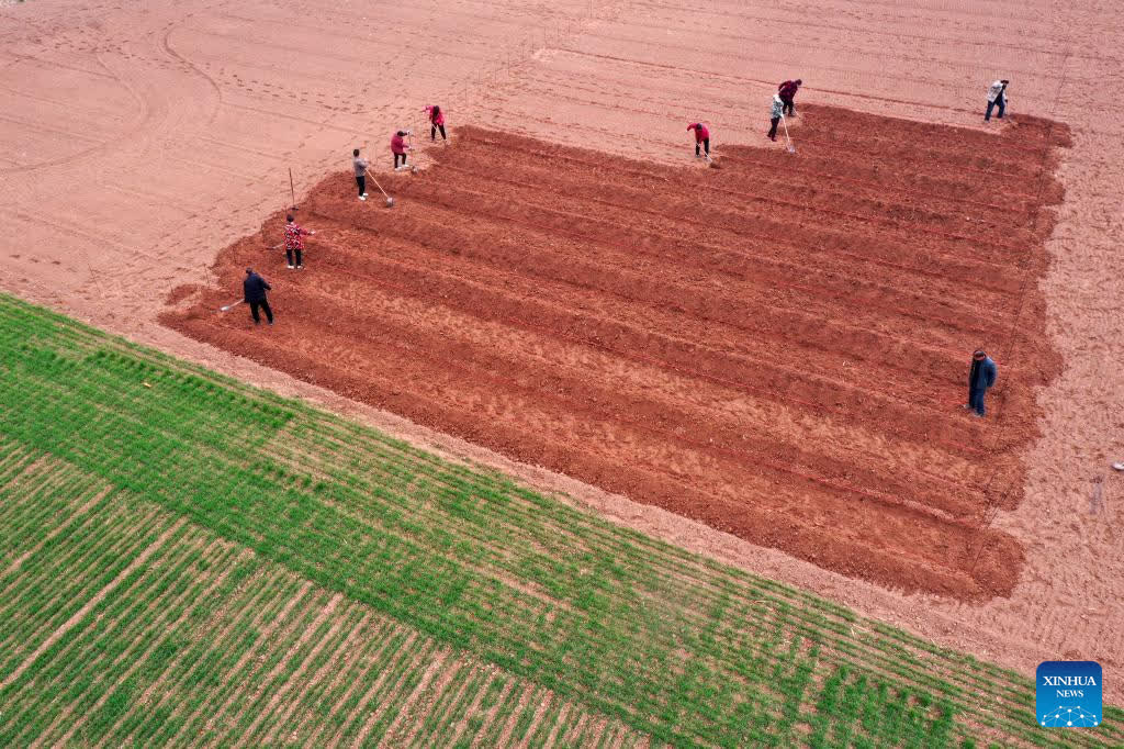An aerial drone photo taken on Feb. 25, 2026 shows farmers working in the fields of Dongwangqu Village, Qinyang City, central China's Henan Province. After the Spring Festival holiday, farmers are busy with agricultural production in the farming season across the country. (Photo by Yang Fan/Xinhua)