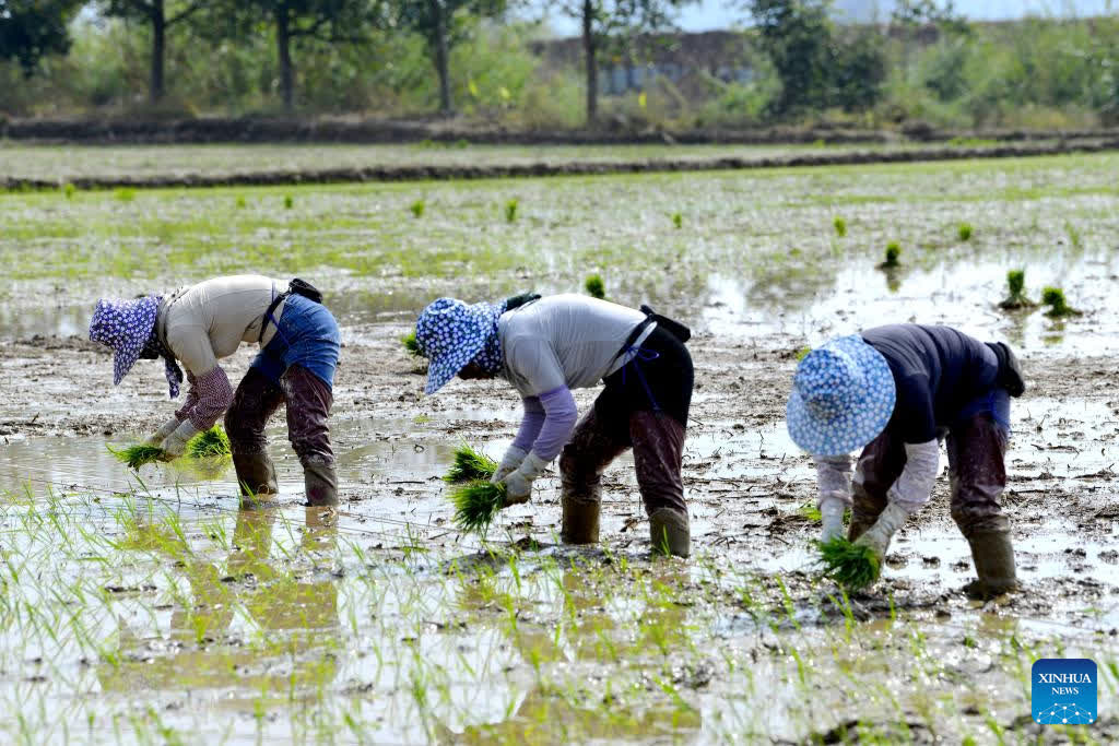Farmers work in a paddy field of Manla Village, Menghai County in Xishuangbanna Dai Autonomous Prefecture, southwest China's Yunnan Province, Feb. 23, 2026. After the Spring Festival holiday, farmers are busy with agricultural production in the farming season across the country. (Photo by Zuo Lianjiang/Xinhua)