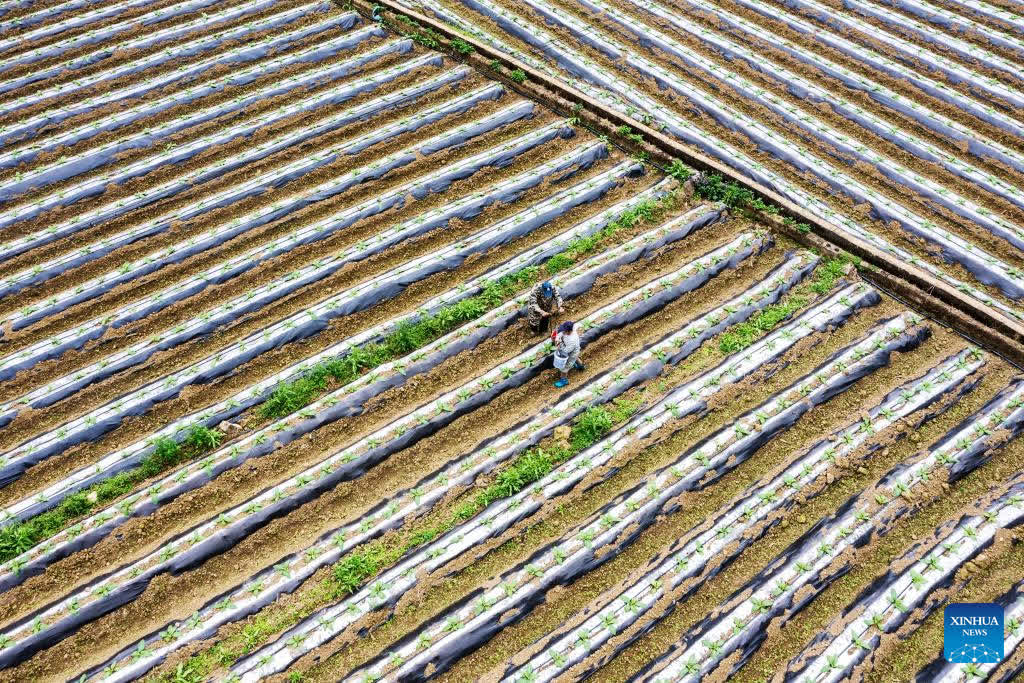 An aerial drone photo taken on Feb. 25, 2026 shows farmers working in the fields of Guwen Village, Jingxi City, south China's Guangxi Zhuang Autonomous Region. After the Spring Festival holiday, farmers are busy with agricultural production in the farming season across the country. (Photo by Zhao Jingwu/Xinhua)