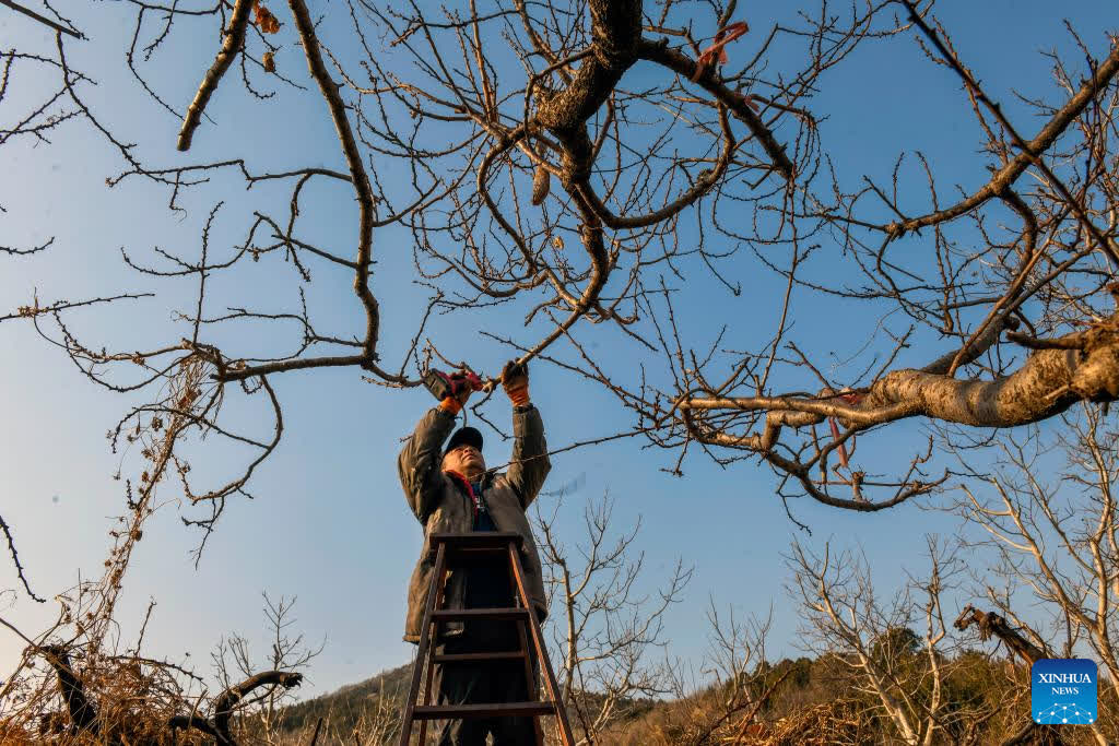 A farmer prunes tree branches in Pinggu District of Beijing, capital of China, Feb. 24, 2026. After the Spring Festival holiday, farmers are busy with agricultural production in the farming season across the country. (Photo by Liu Mancang/Xinhua)