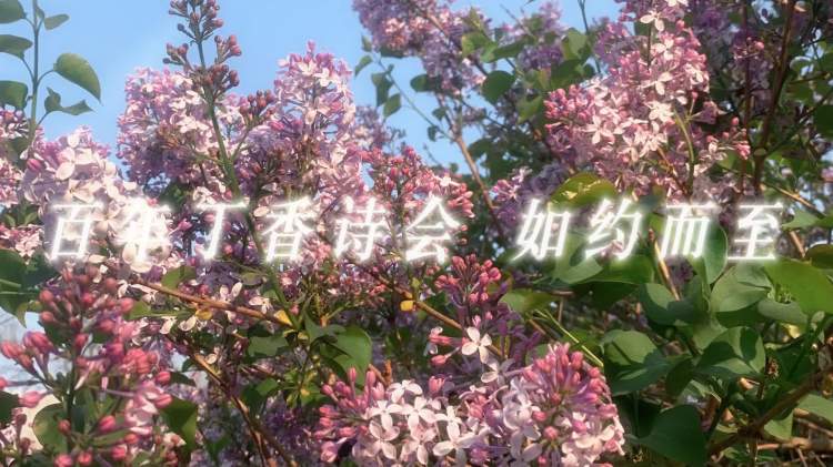 （有片+多圖）丁香時節又逢君！2026「百年丁香詩會」如約而至