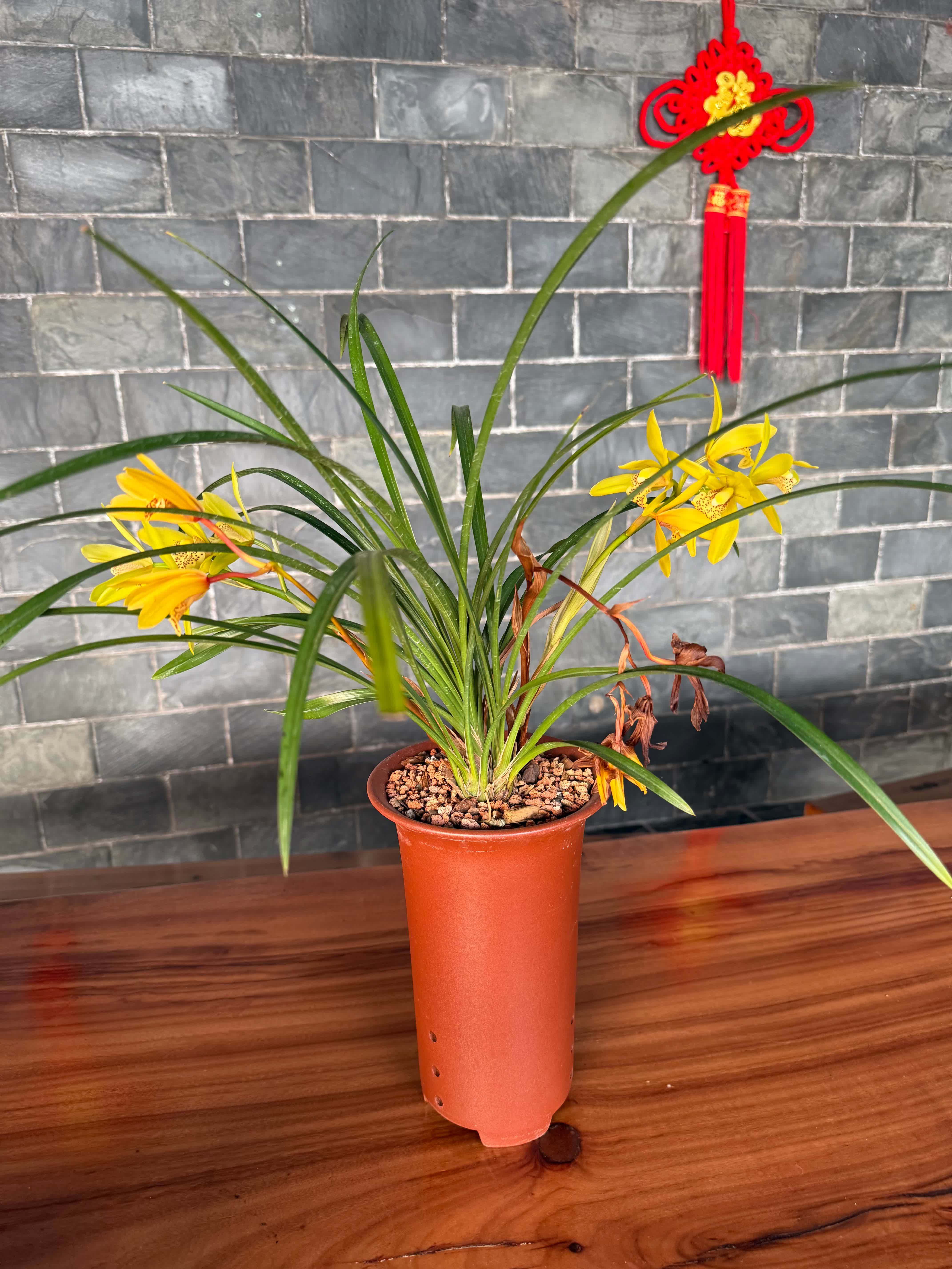 今年春節，翁源蘭花首次批量亮相香港年宵花市‌，實現了對香港市場的「首綻」。作為「中國蘭花之鄉」，廣東省韶關市翁源國蘭供應量佔全國60%以上，2025年出口量達334萬芽（株），同比增長160%，遠銷韓國、俄羅斯、越南、荷蘭等10餘個國家和地區。

據當地千年古剎東華禪寺介紹，寺廟此前同當地花農赴迪拜開展考察，在多方助力下，首批蘭花已通過雲南花卉渠道進入迪拜市場，其優雅花型與濃郁文化內涵，契合了中東消費者對高品質花卉的追求。同時，東華禪寺正在打造的「蘭花藝術公園」蘭花小鎮已經動工，將依託翁源縣雄厚的蘭花產業基礎，一方面通過文化實踐推動佛教中國化走深走實，另一方面助力蘭花特色產業發展，為當地鄉村經濟振興做出貢獻。