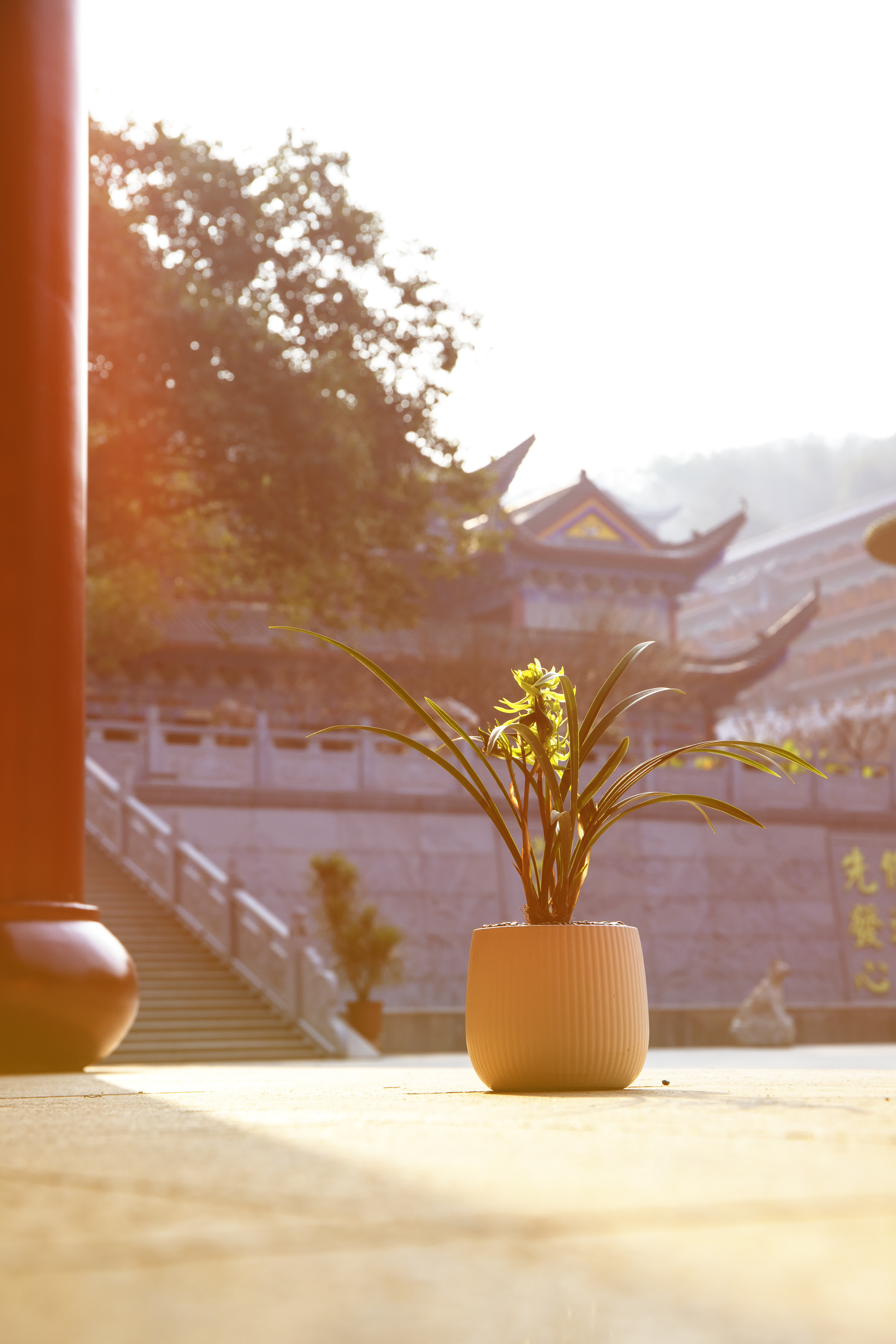 今年春節，翁源蘭花首次批量亮相香港年宵花市‌，實現了對香港市場的「首綻」。作為「中國蘭花之鄉」，廣東省韶關市翁源國蘭供應量佔全國60%以上，2025年出口量達334萬芽（株），同比增長160%，遠銷韓國、俄羅斯、越南、荷蘭等10餘個國家和地區。

據當地千年古剎東華禪寺介紹，寺廟此前同當地花農赴迪拜開展考察，在多方助力下，首批蘭花已通過雲南花卉渠道進入迪拜市場，其優雅花型與濃郁文化內涵，契合了中東消費者對高品質花卉的追求。同時，東華禪寺正在打造的「蘭花藝術公園」蘭花小鎮已經動工，將依託翁源縣雄厚的蘭花產業基礎，一方面通過文化實踐推動佛教中國化走深走實，另一方面助力蘭花特色產業發展，為當地鄉村經濟振興做出貢獻。