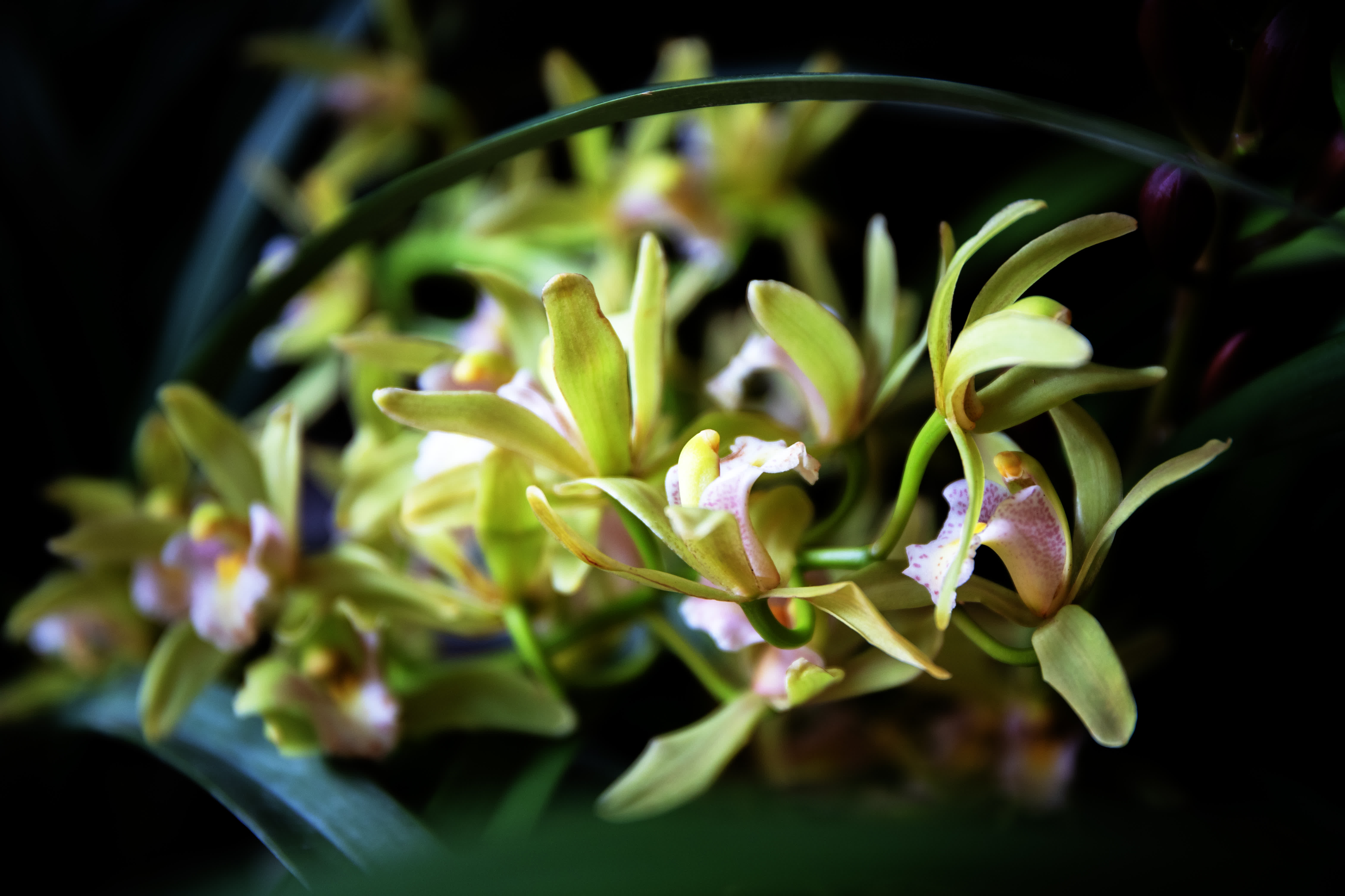 今年春節，翁源蘭花首次批量亮相香港年宵花市‌，實現了對香港市場的「首綻」。作為「中國蘭花之鄉」，廣東省韶關市翁源國蘭供應量佔全國60%以上，2025年出口量達334萬芽（株），同比增長160%，遠銷韓國、俄羅斯、越南、荷蘭等10餘個國家和地區。

據當地千年古剎東華禪寺介紹，寺廟此前同當地花農赴迪拜開展考察，在多方助力下，首批蘭花已通過雲南花卉渠道進入迪拜市場，其優雅花型與濃郁文化內涵，契合了中東消費者對高品質花卉的追求。同時，東華禪寺正在打造的「蘭花藝術公園」蘭花小鎮已經動工，將依託翁源縣雄厚的蘭花產業基礎，一方面通過文化實踐推動佛教中國化走深走實，另一方面助力蘭花特色產業發展，為當地鄉村經濟振興做出貢獻。