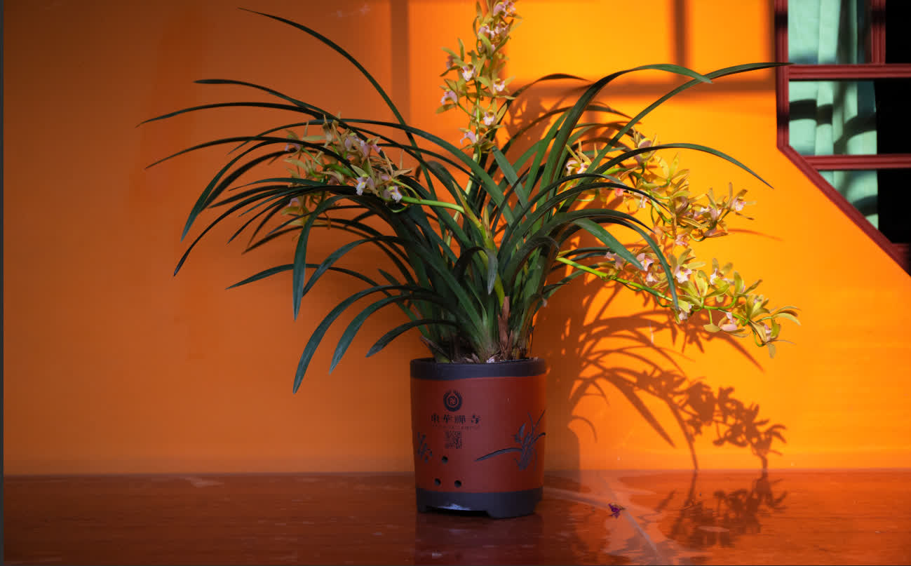 今年春節，翁源蘭花首次批量亮相香港年宵花市‌，實現了對香港市場的「首綻」。作為「中國蘭花之鄉」，廣東省韶關市翁源國蘭供應量佔全國60%以上，2025年出口量達334萬芽（株），同比增長160%，遠銷韓國、俄羅斯、越南、荷蘭等10餘個國家和地區。

據當地千年古剎東華禪寺介紹，寺廟此前同當地花農赴迪拜開展考察，在多方助力下，首批蘭花已通過雲南花卉渠道進入迪拜市場，其優雅花型與濃郁文化內涵，契合了中東消費者對高品質花卉的追求。同時，東華禪寺正在打造的「蘭花藝術公園」蘭花小鎮已經動工，將依託翁源縣雄厚的蘭花產業基礎，一方面通過文化實踐推動佛教中國化走深走實，另一方面助力蘭花特色產業發展，為當地鄉村經濟振興做出貢獻。