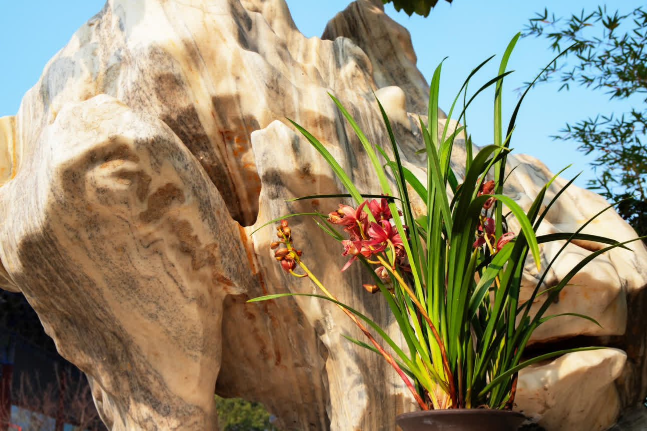 今年春節，翁源蘭花首次批量亮相香港年宵花市‌，實現了對香港市場的「首綻」。作為「中國蘭花之鄉」，廣東省韶關市翁源國蘭供應量佔全國60%以上，2025年出口量達334萬芽（株），同比增長160%，遠銷韓國、俄羅斯、越南、荷蘭等10餘個國家和地區。

據當地千年古剎東華禪寺介紹，寺廟此前同當地花農赴迪拜開展考察，在多方助力下，首批蘭花已通過雲南花卉渠道進入迪拜市場，其優雅花型與濃郁文化內涵，契合了中東消費者對高品質花卉的追求。同時，東華禪寺正在打造的「蘭花藝術公園」蘭花小鎮已經動工，將依託翁源縣雄厚的蘭花產業基礎，一方面通過文化實踐推動佛教中國化走深走實，另一方面助力蘭花特色產業發展，為當地鄉村經濟振興做出貢獻。