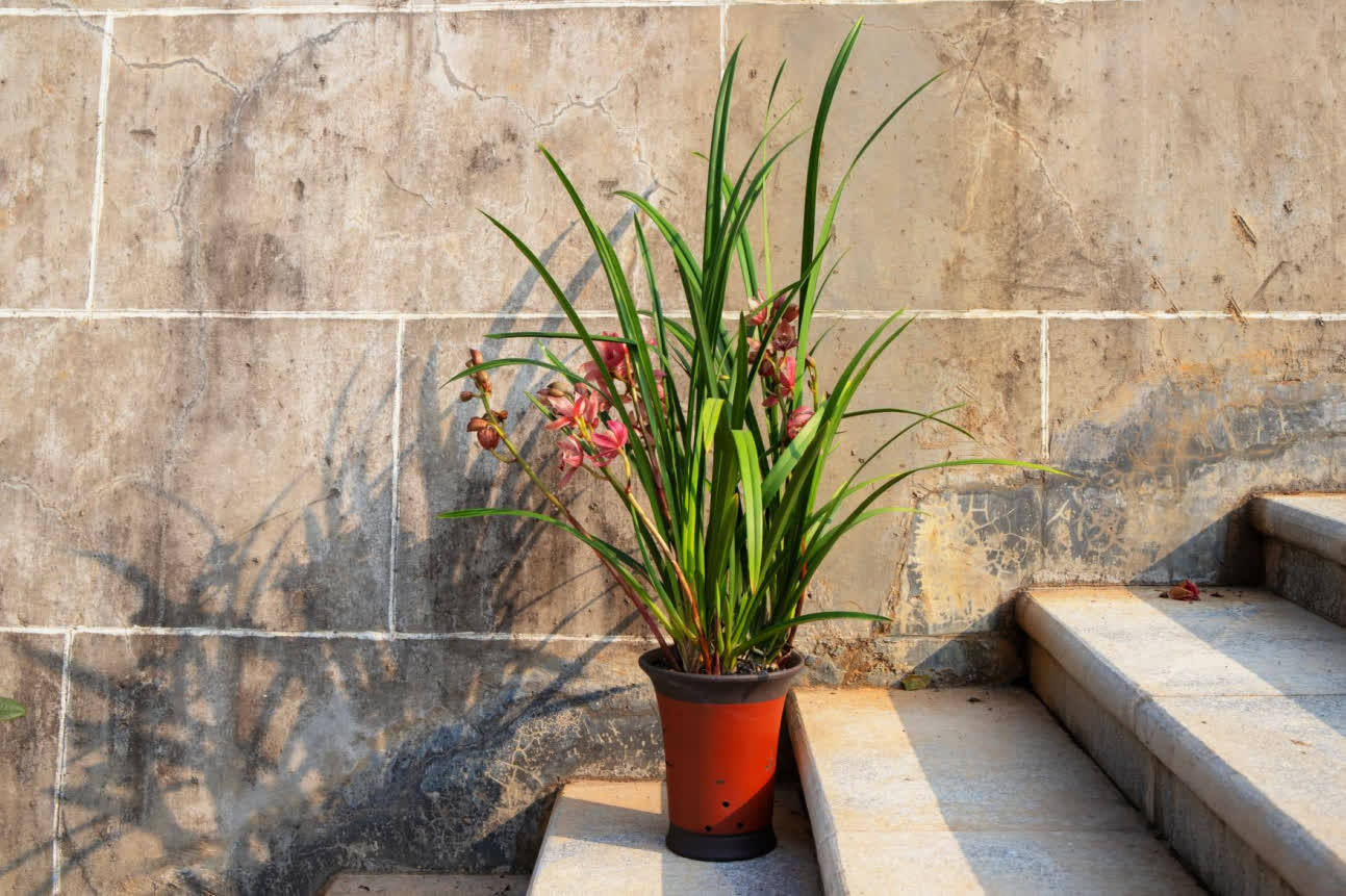 今年春節，翁源蘭花首次批量亮相香港年宵花市‌，實現了對香港市場的「首綻」。作為「中國蘭花之鄉」，廣東省韶關市翁源國蘭供應量佔全國60%以上，2025年出口量達334萬芽（株），同比增長160%，遠銷韓國、俄羅斯、越南、荷蘭等10餘個國家和地區。

據當地千年古剎東華禪寺介紹，寺廟此前同當地花農赴迪拜開展考察，在多方助力下，首批蘭花已通過雲南花卉渠道進入迪拜市場，其優雅花型與濃郁文化內涵，契合了中東消費者對高品質花卉的追求。同時，東華禪寺正在打造的「蘭花藝術公園」蘭花小鎮已經動工，將依託翁源縣雄厚的蘭花產業基礎，一方面通過文化實踐推動佛教中國化走深走實，另一方面助力蘭花特色產業發展，為當地鄉村經濟振興做出貢獻。