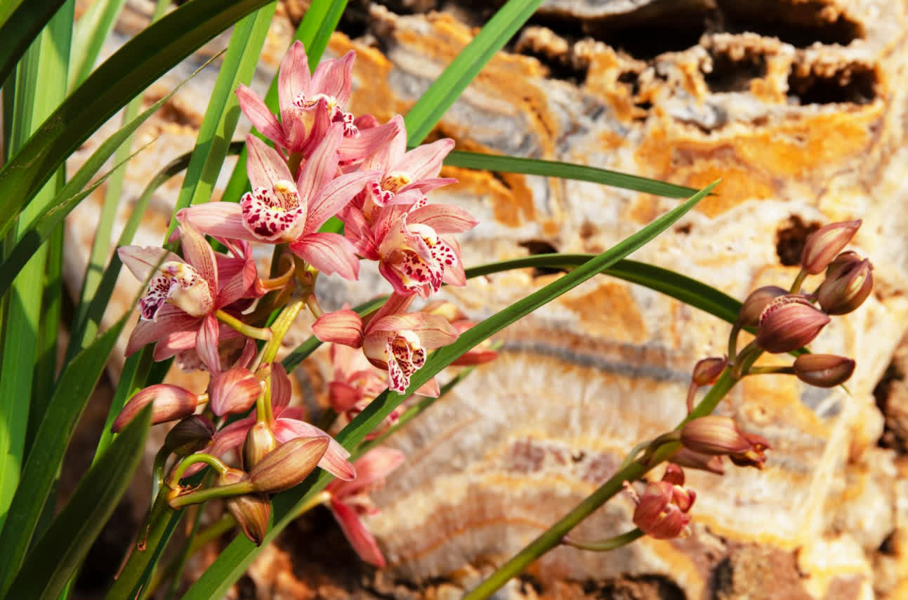今年春節，翁源蘭花首次批量亮相香港年宵花市‌，實現了對香港市場的「首綻」。作為「中國蘭花之鄉」，廣東省韶關市翁源國蘭供應量佔全國60%以上，2025年出口量達334萬芽（株），同比增長160%，遠銷韓國、俄羅斯、越南、荷蘭等10餘個國家和地區。

據當地千年古剎東華禪寺介紹，寺廟此前同當地花農赴迪拜開展考察，在多方助力下，首批蘭花已通過雲南花卉渠道進入迪拜市場，其優雅花型與濃郁文化內涵，契合了中東消費者對高品質花卉的追求。同時，東華禪寺正在打造的「蘭花藝術公園」蘭花小鎮已經動工，將依託翁源縣雄厚的蘭花產業基礎，一方面通過文化實踐推動佛教中國化走深走實，另一方面助力蘭花特色產業發展，為當地鄉村經濟振興做出貢獻。