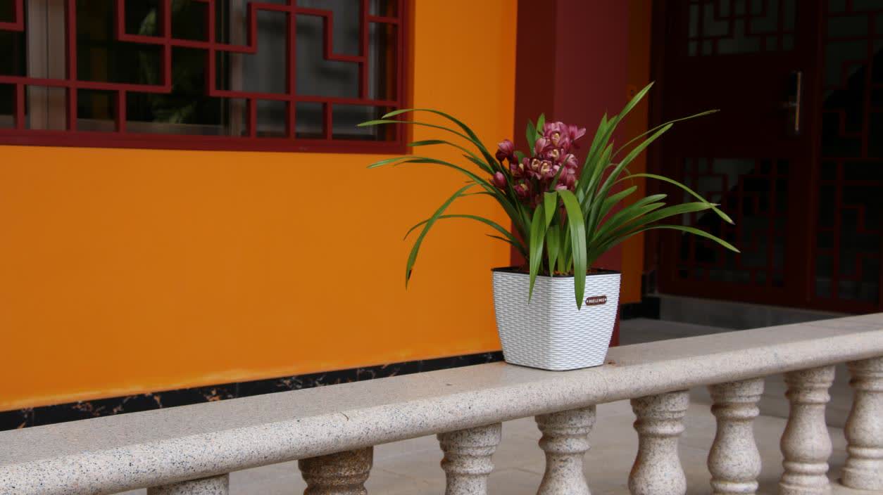 今年春節，翁源蘭花首次批量亮相香港年宵花市‌，實現了對香港市場的「首綻」。作為「中國蘭花之鄉」，廣東省韶關市翁源國蘭供應量佔全國60%以上，2025年出口量達334萬芽（株），同比增長160%，遠銷韓國、俄羅斯、越南、荷蘭等10餘個國家和地區。

據當地千年古剎東華禪寺介紹，寺廟此前同當地花農赴迪拜開展考察，在多方助力下，首批蘭花已通過雲南花卉渠道進入迪拜市場，其優雅花型與濃郁文化內涵，契合了中東消費者對高品質花卉的追求。同時，東華禪寺正在打造的「蘭花藝術公園」蘭花小鎮已經動工，將依託翁源縣雄厚的蘭花產業基礎，一方面通過文化實踐推動佛教中國化走深走實，另一方面助力蘭花特色產業發展，為當地鄉村經濟振興做出貢獻。