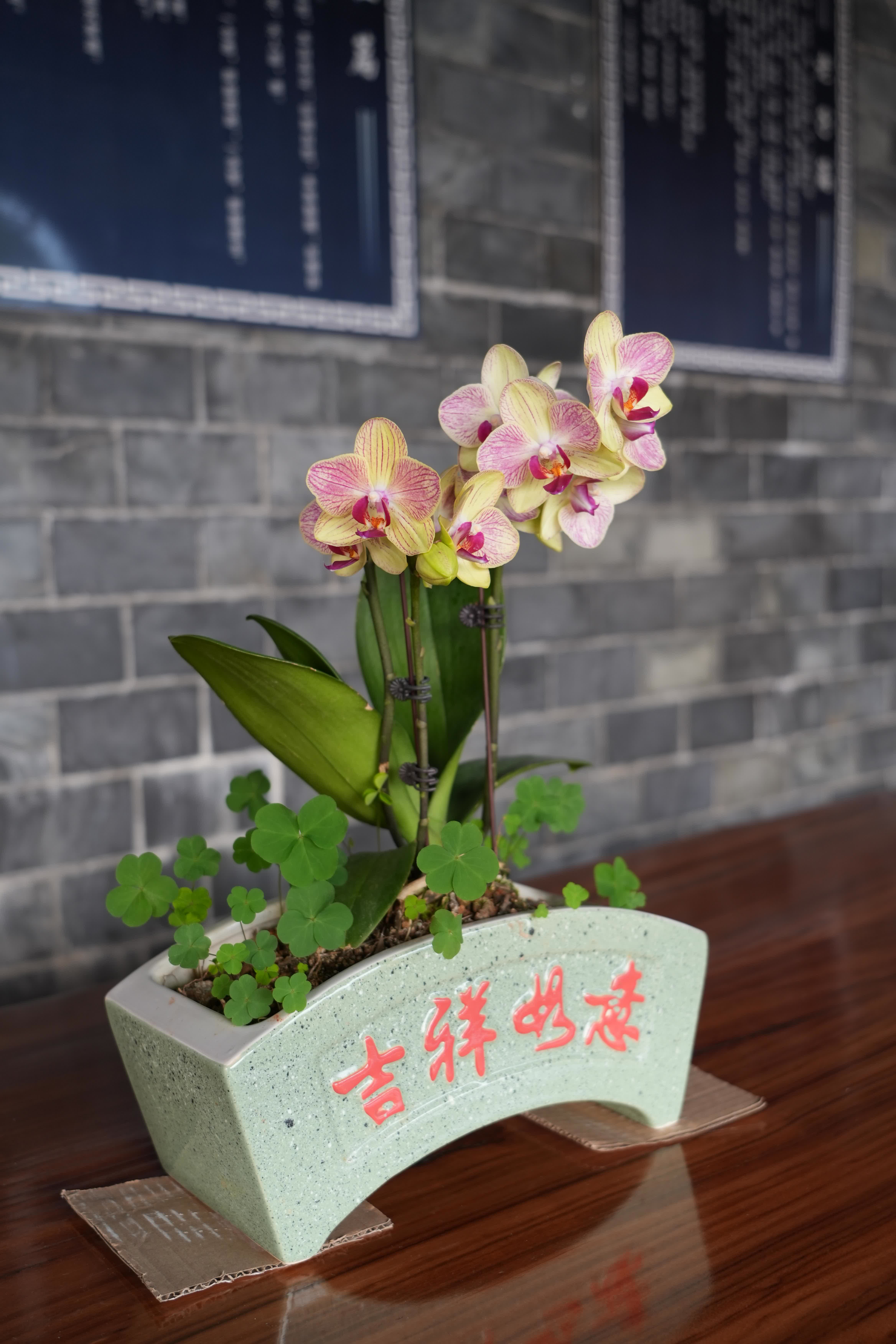 今年春節，翁源蘭花首次批量亮相香港年宵花市‌，實現了對香港市場的「首綻」。作為「中國蘭花之鄉」，廣東省韶關市翁源國蘭供應量佔全國60%以上，2025年出口量達334萬芽（株），同比增長160%，遠銷韓國、俄羅斯、越南、荷蘭等10餘個國家和地區。

據當地千年古剎東華禪寺介紹，寺廟此前同當地花農赴迪拜開展考察，在多方助力下，首批蘭花已通過雲南花卉渠道進入迪拜市場，其優雅花型與濃郁文化內涵，契合了中東消費者對高品質花卉的追求。同時，東華禪寺正在打造的「蘭花藝術公園」蘭花小鎮已經動工，將依託翁源縣雄厚的蘭花產業基礎，一方面通過文化實踐推動佛教中國化走深走實，另一方面助力蘭花特色產業發展，為當地鄉村經濟振興做出貢獻。