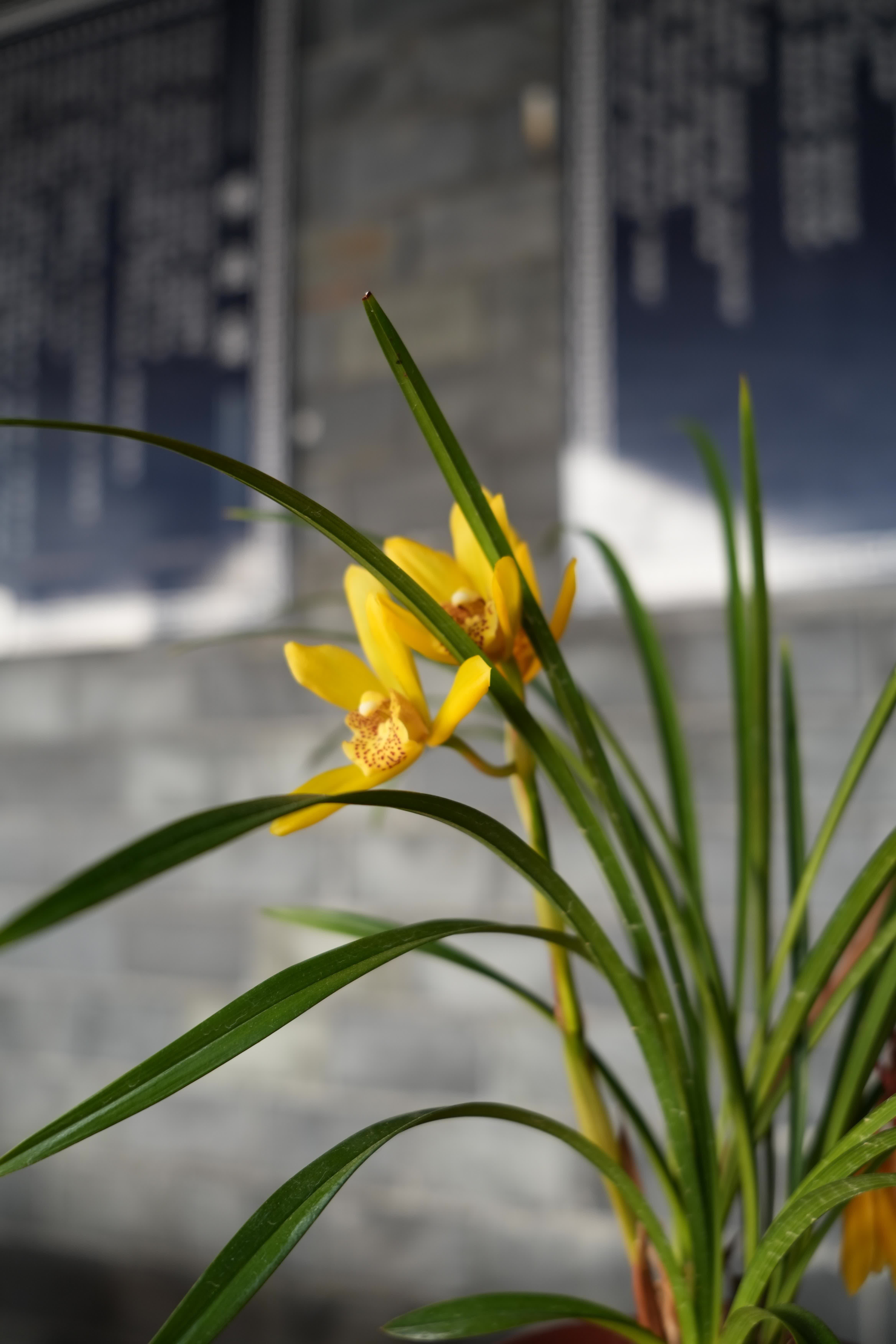 今年春節，翁源蘭花首次批量亮相香港年宵花市‌，實現了對香港市場的「首綻」。作為「中國蘭花之鄉」，廣東省韶關市翁源國蘭供應量佔全國60%以上，2025年出口量達334萬芽（株），同比增長160%，遠銷韓國、俄羅斯、越南、荷蘭等10餘個國家和地區。

據當地千年古剎東華禪寺介紹，寺廟此前同當地花農赴迪拜開展考察，在多方助力下，首批蘭花已通過雲南花卉渠道進入迪拜市場，其優雅花型與濃郁文化內涵，契合了中東消費者對高品質花卉的追求。同時，東華禪寺正在打造的「蘭花藝術公園」蘭花小鎮已經動工，將依託翁源縣雄厚的蘭花產業基礎，一方面通過文化實踐推動佛教中國化走深走實，另一方面助力蘭花特色產業發展，為當地鄉村經濟振興做出貢獻。