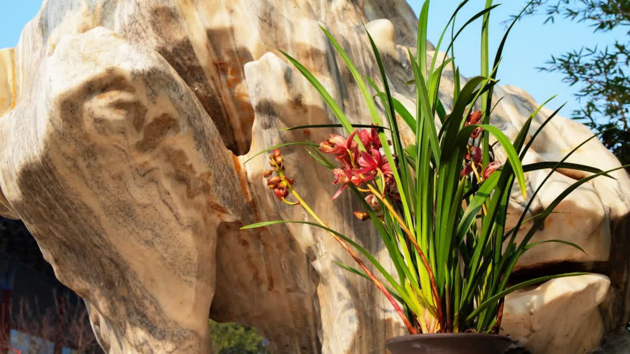 圖集｜翁源蘭花今年春節首綻香港　2025年出口量達334萬芽（株）