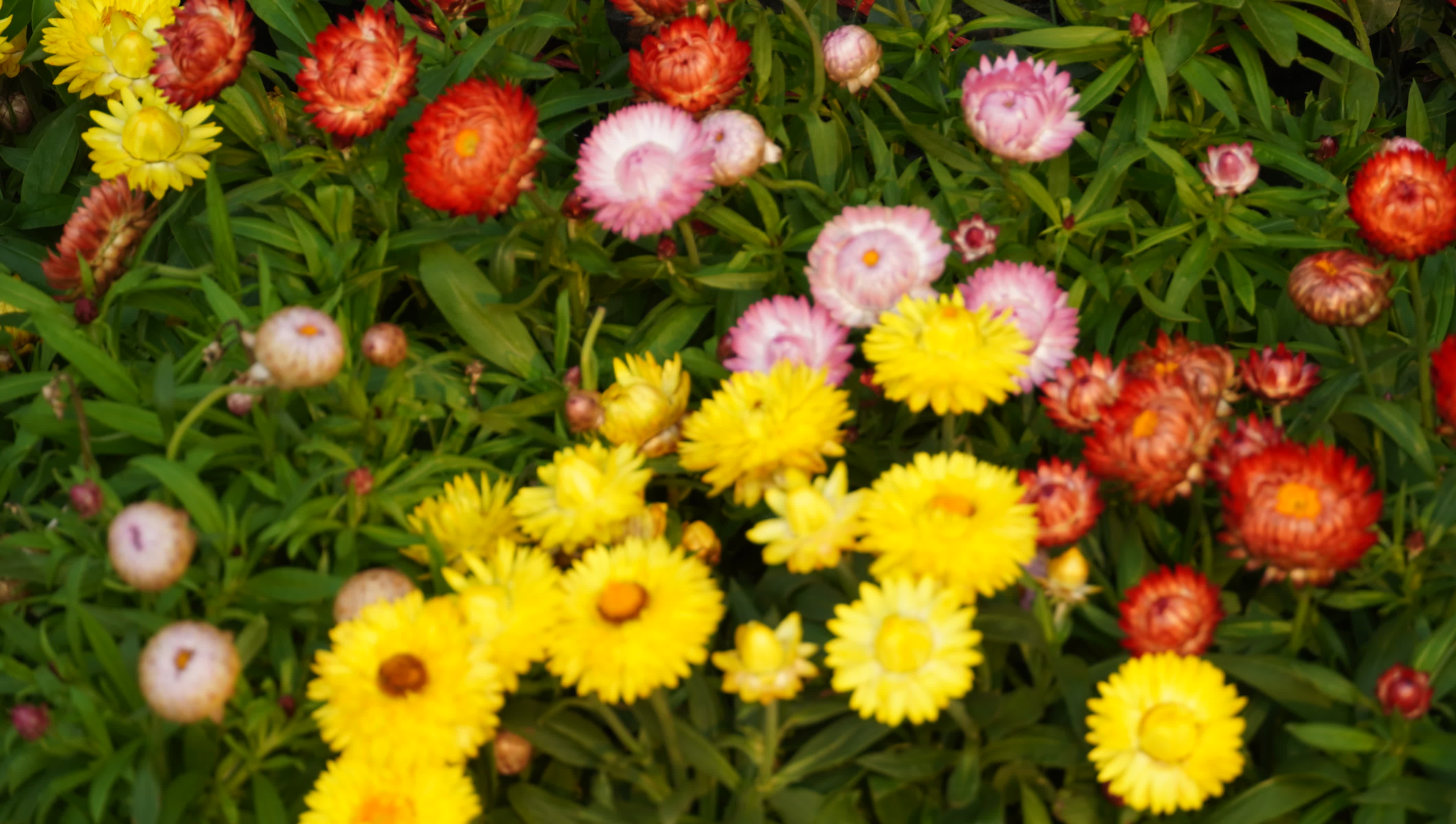 東華禪寺花木蔥蘢，禪意與花香相融。這些綻放在古寺裏的花朵，你能認出多少？快來參與看圖識花大比拚，在草木清香裏認花、尋趣。