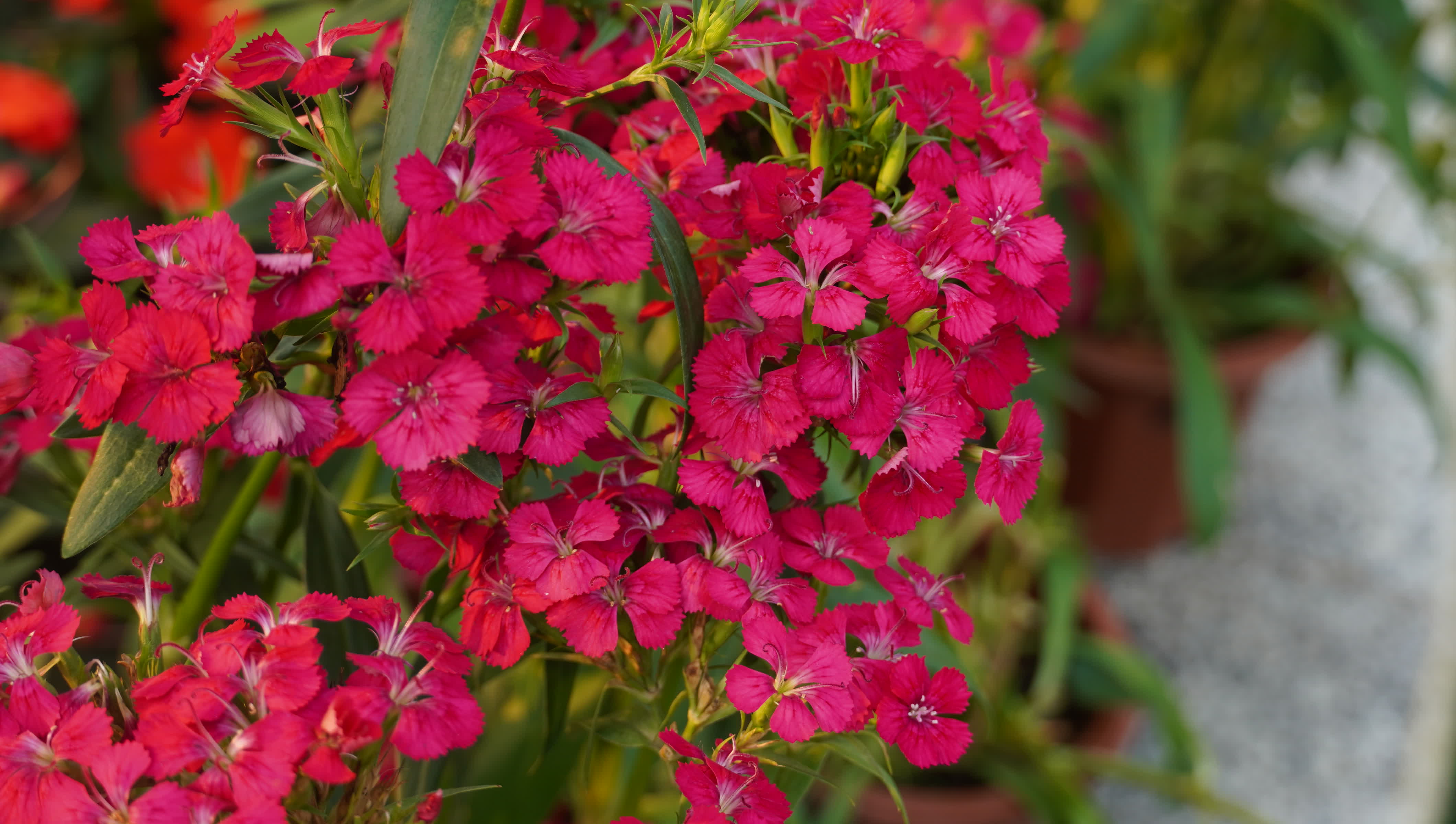 東華禪寺花木蔥蘢，禪意與花香相融。這些綻放在古寺裏的花朵，你能認出多少？快來參與看圖識花大比拚，在草木清香裏認花、尋趣。