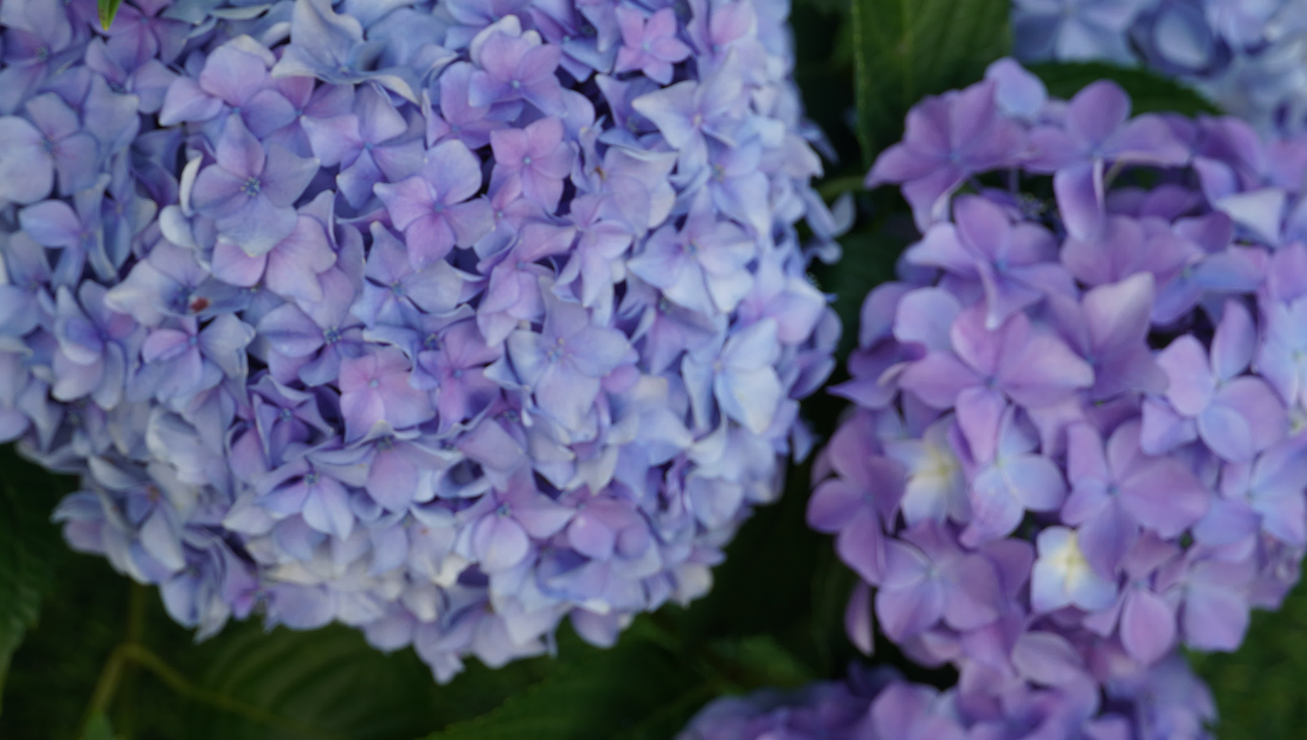 東華禪寺花木蔥蘢，禪意與花香相融。這些綻放在古寺裏的花朵，你能認出多少？快來參與看圖識花大比拚，在草木清香裏認花、尋趣。