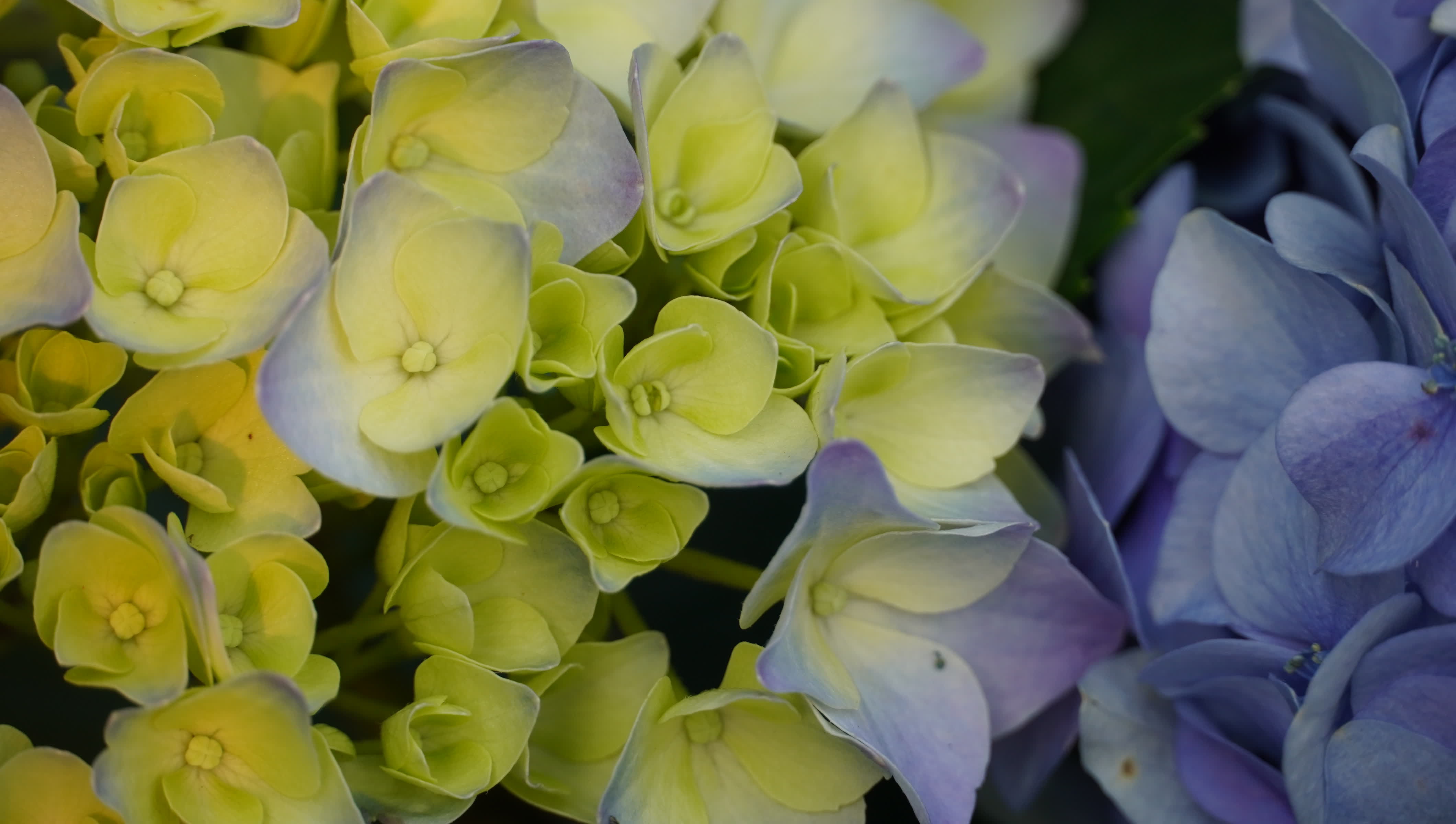 東華禪寺花木蔥蘢，禪意與花香相融。這些綻放在古寺裏的花朵，你能認出多少？快來參與看圖識花大比拚，在草木清香裏認花、尋趣。