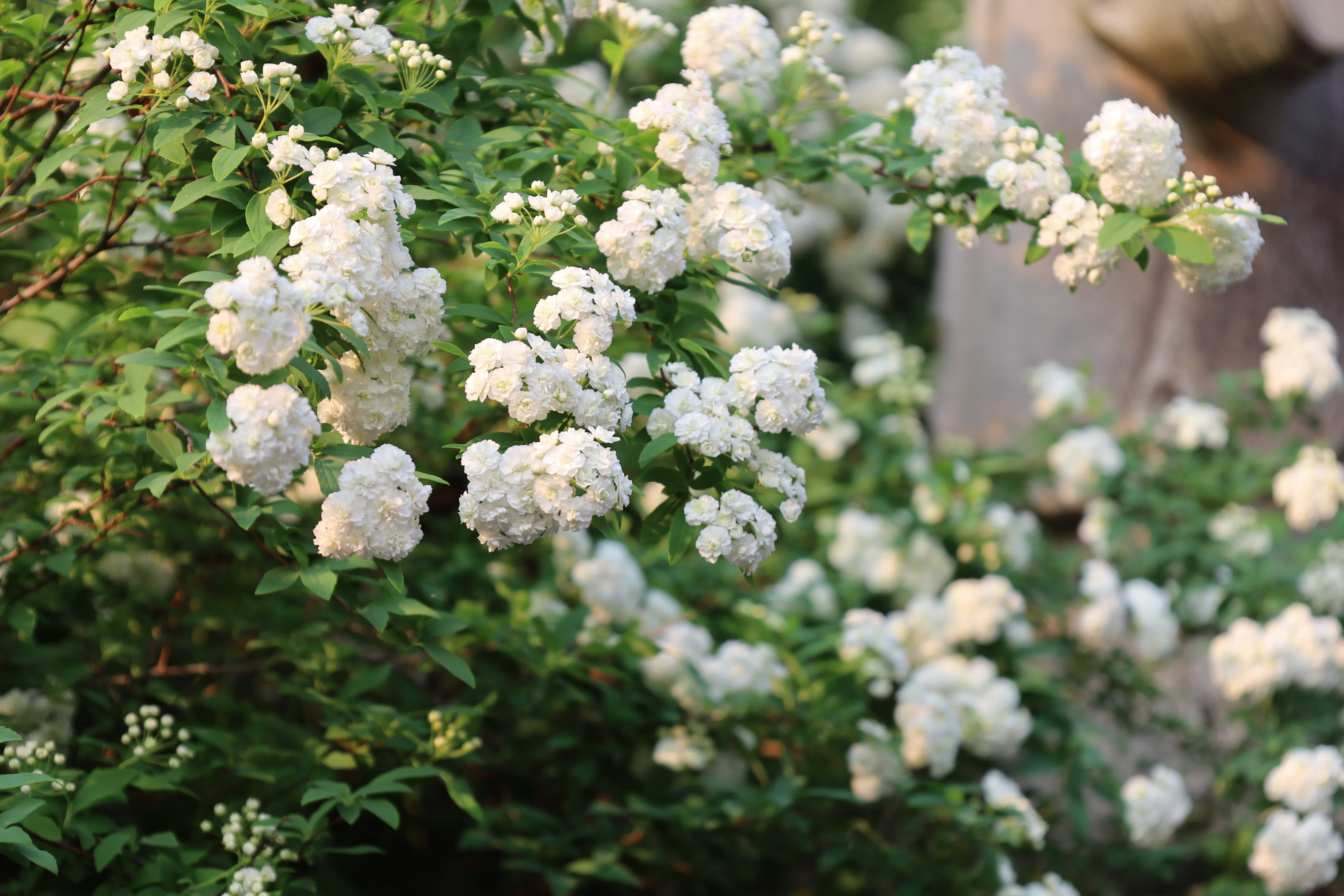 東華禪寺花木蔥蘢，禪意與花香相融。這些綻放在古寺裏的花朵，你能認出多少？快來參與看圖識花大比拚，在草木清香裏認花、尋趣。