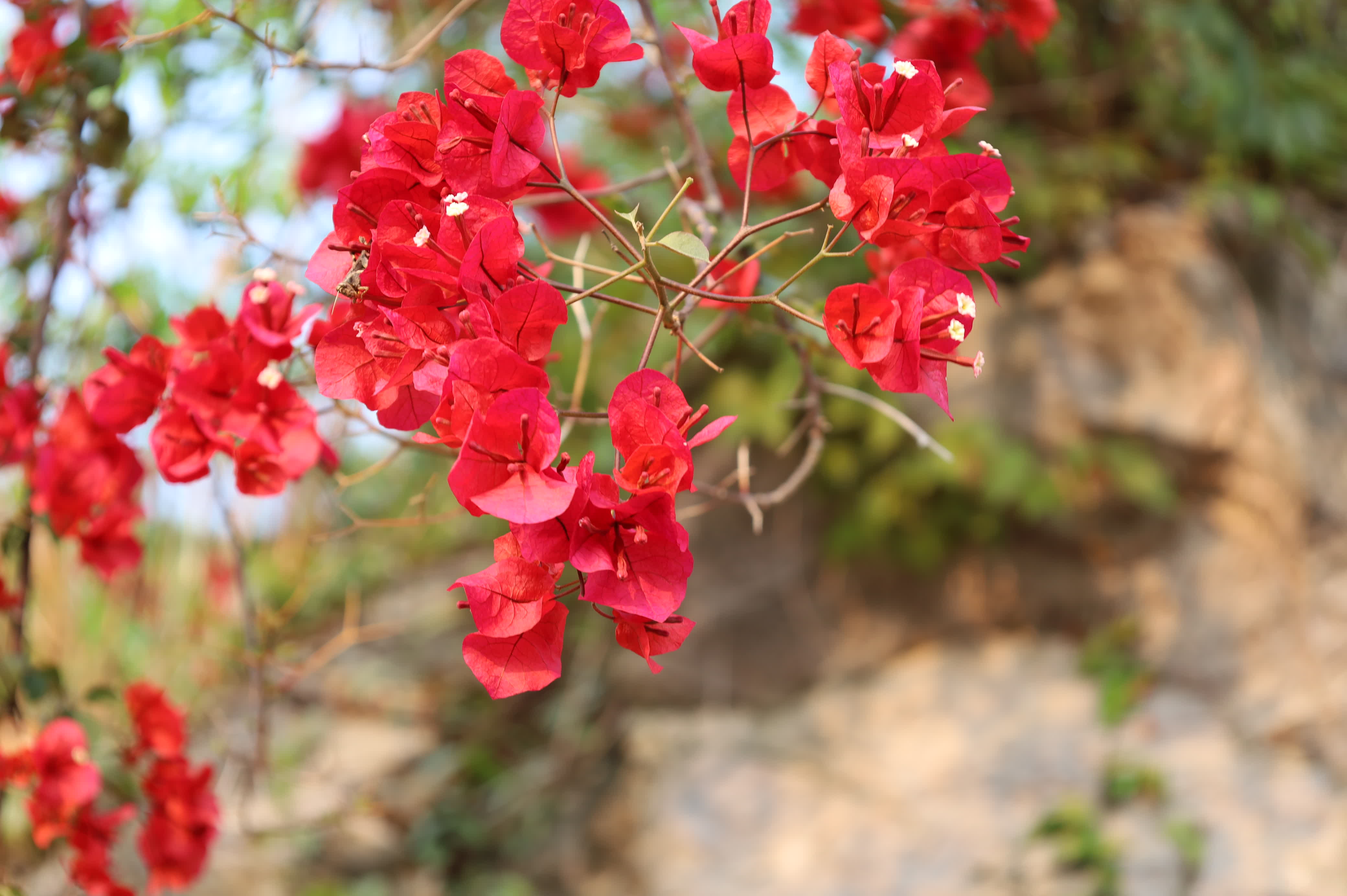 東華禪寺花木蔥蘢，禪意與花香相融。這些綻放在古寺裏的花朵，你能認出多少？快來參與看圖識花大比拚，在草木清香裏認花、尋趣。