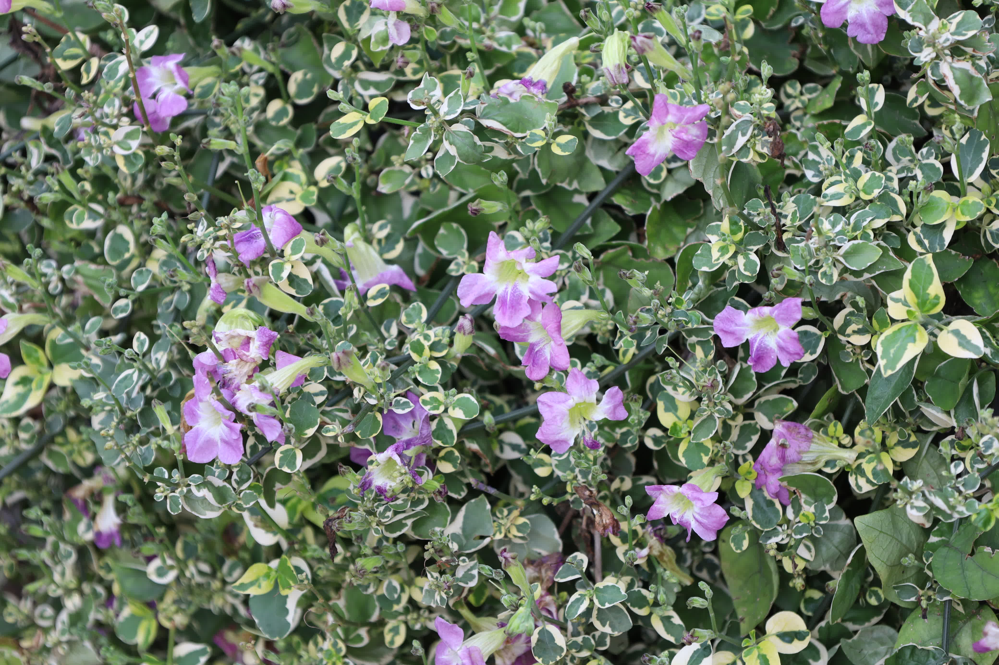 東華禪寺花木蔥蘢，禪意與花香相融。這些綻放在古寺裏的花朵，你能認出多少？快來參與看圖識花大比拚，在草木清香裏認花、尋趣。