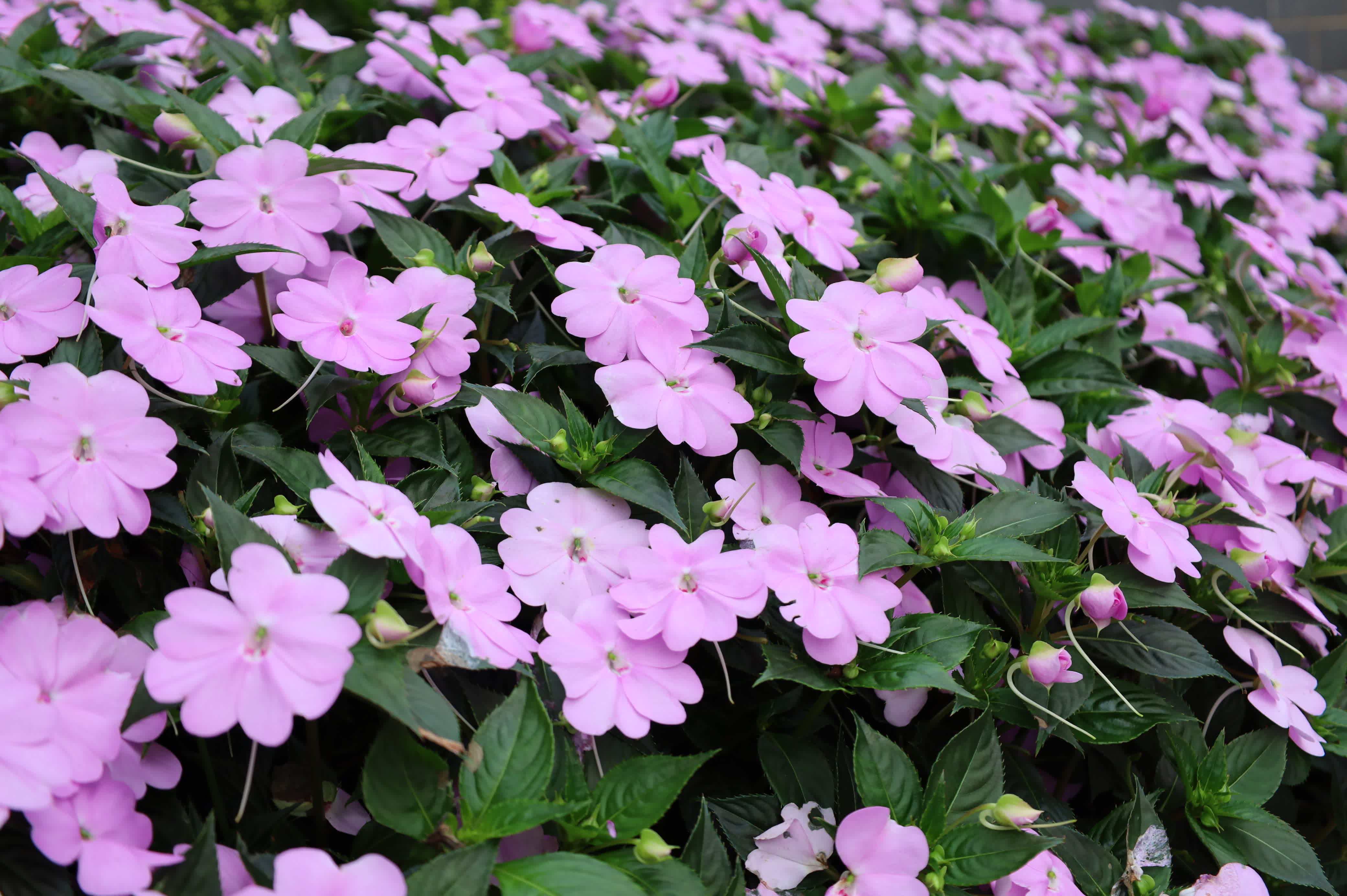東華禪寺花木蔥蘢，禪意與花香相融。這些綻放在古寺裏的花朵，你能認出多少？快來參與看圖識花大比拚，在草木清香裏認花、尋趣。