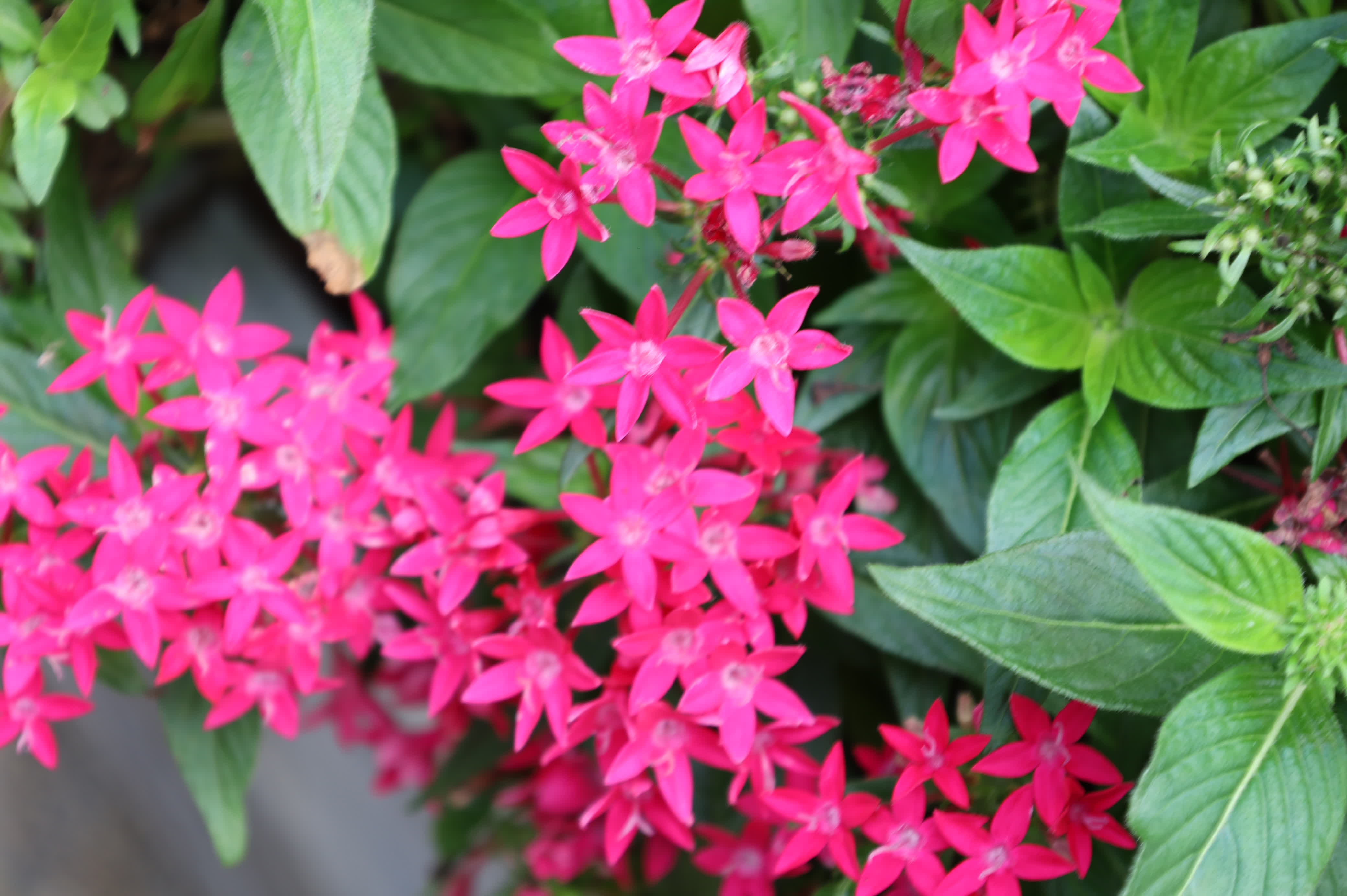 東華禪寺花木蔥蘢，禪意與花香相融。這些綻放在古寺裏的花朵，你能認出多少？快來參與看圖識花大比拚，在草木清香裏認花、尋趣。