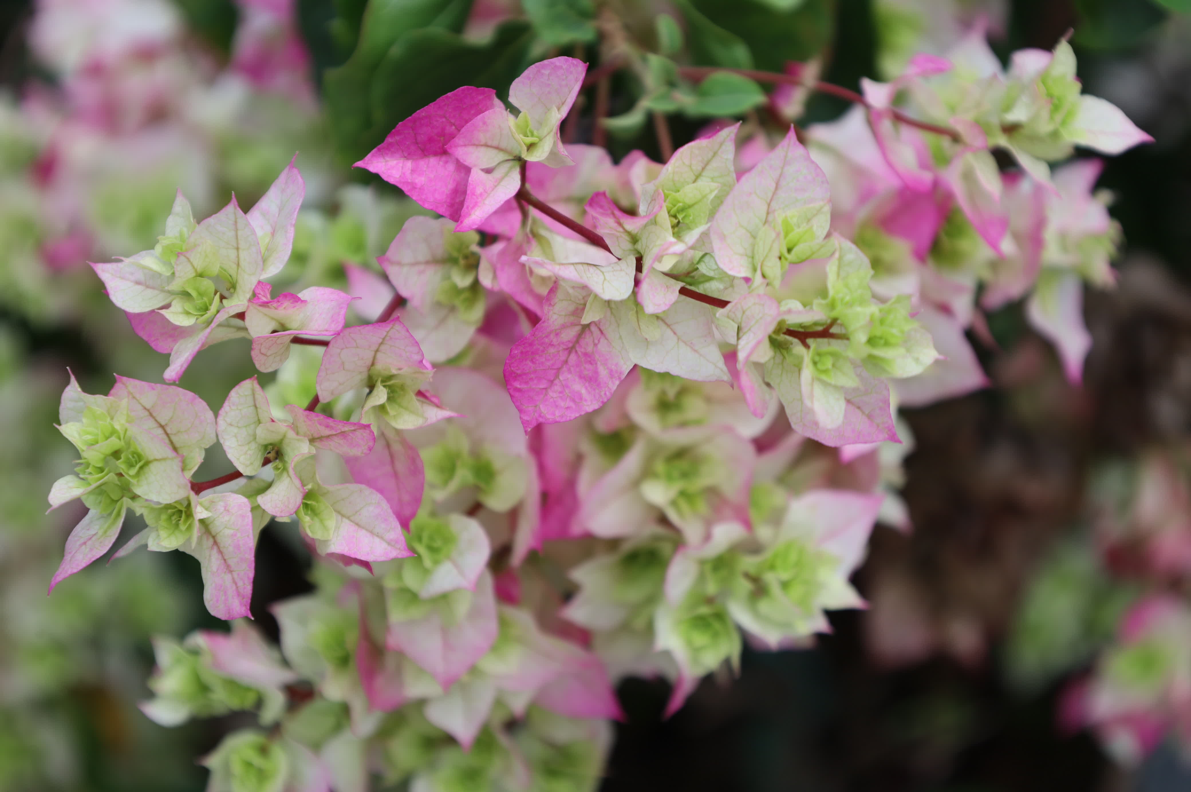 東華禪寺花木蔥蘢，禪意與花香相融。這些綻放在古寺裏的花朵，你能認出多少？快來參與看圖識花大比拚，在草木清香裏認花、尋趣。