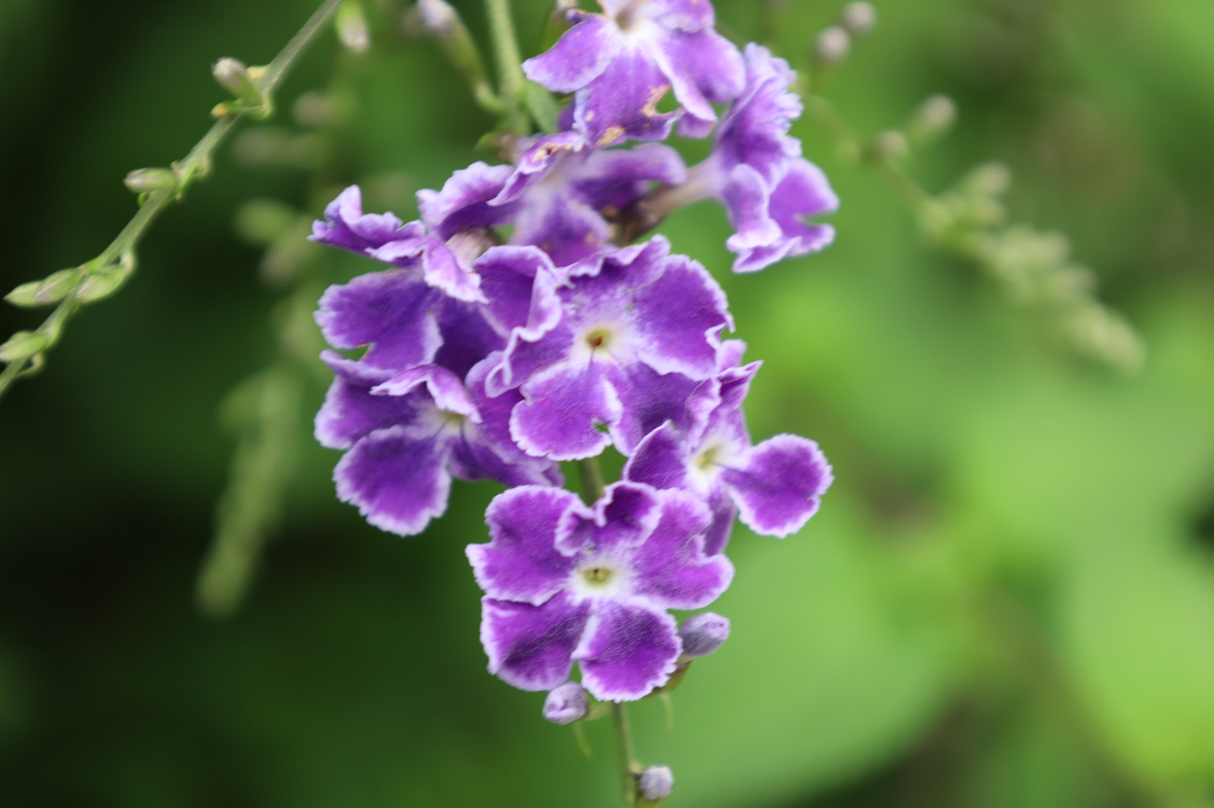 東華禪寺花木蔥蘢，禪意與花香相融。這些綻放在古寺裏的花朵，你能認出多少？快來參與看圖識花大比拚，在草木清香裏認花、尋趣。