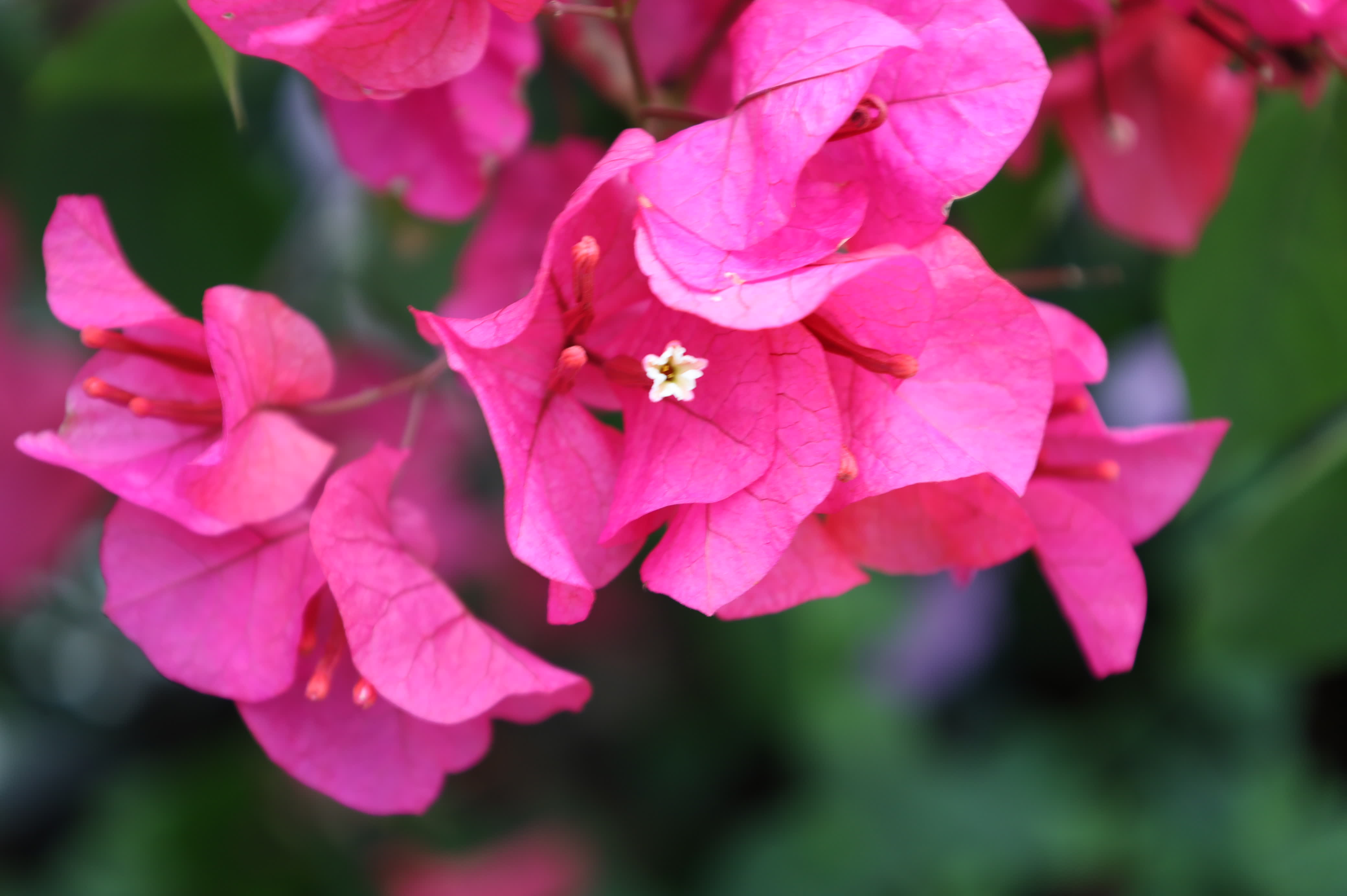 東華禪寺花木蔥蘢，禪意與花香相融。這些綻放在古寺裏的花朵，你能認出多少？快來參與看圖識花大比拚，在草木清香裏認花、尋趣。