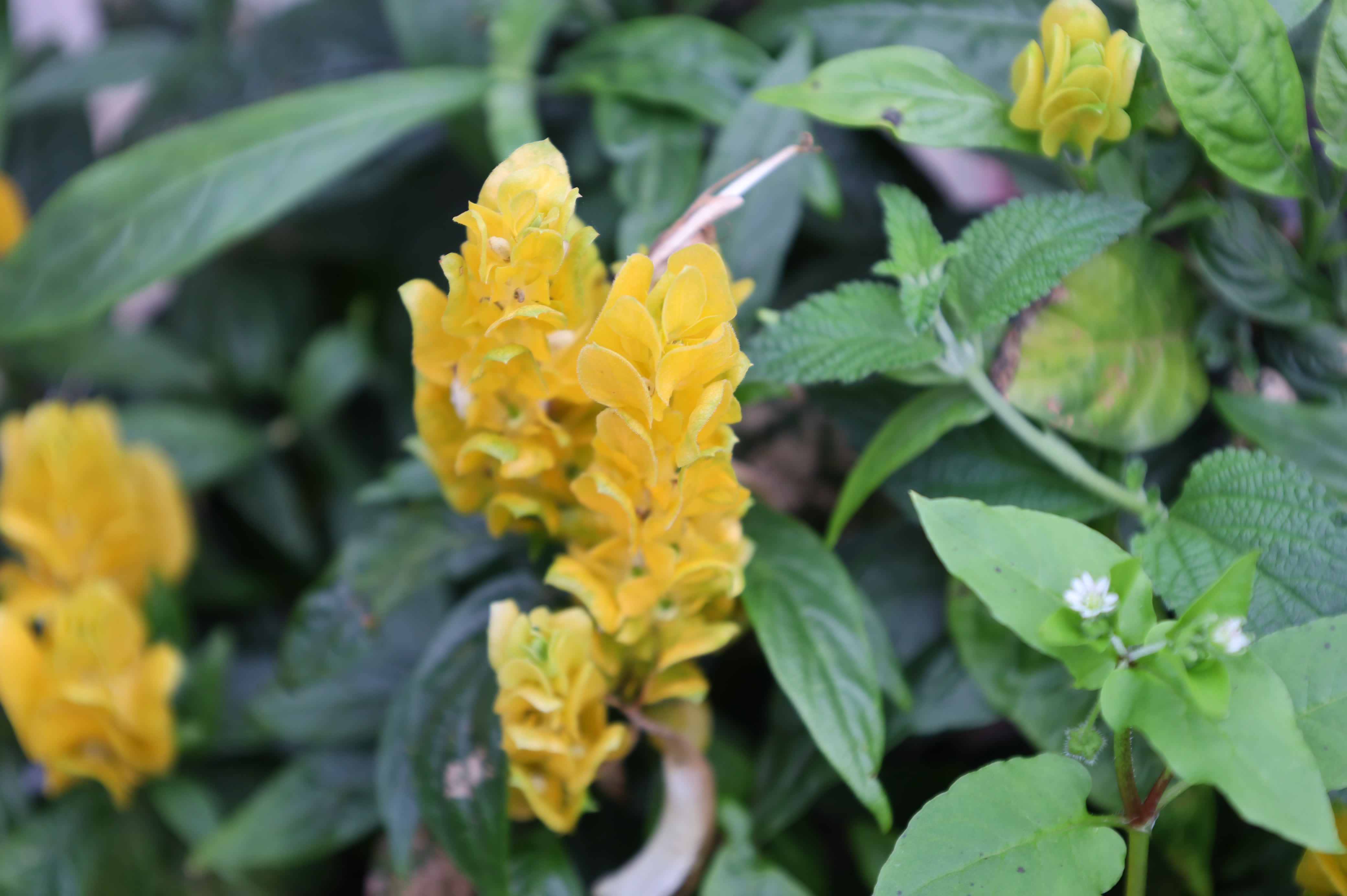 東華禪寺花木蔥蘢，禪意與花香相融。這些綻放在古寺裏的花朵，你能認出多少？快來參與看圖識花大比拚，在草木清香裏認花、尋趣。