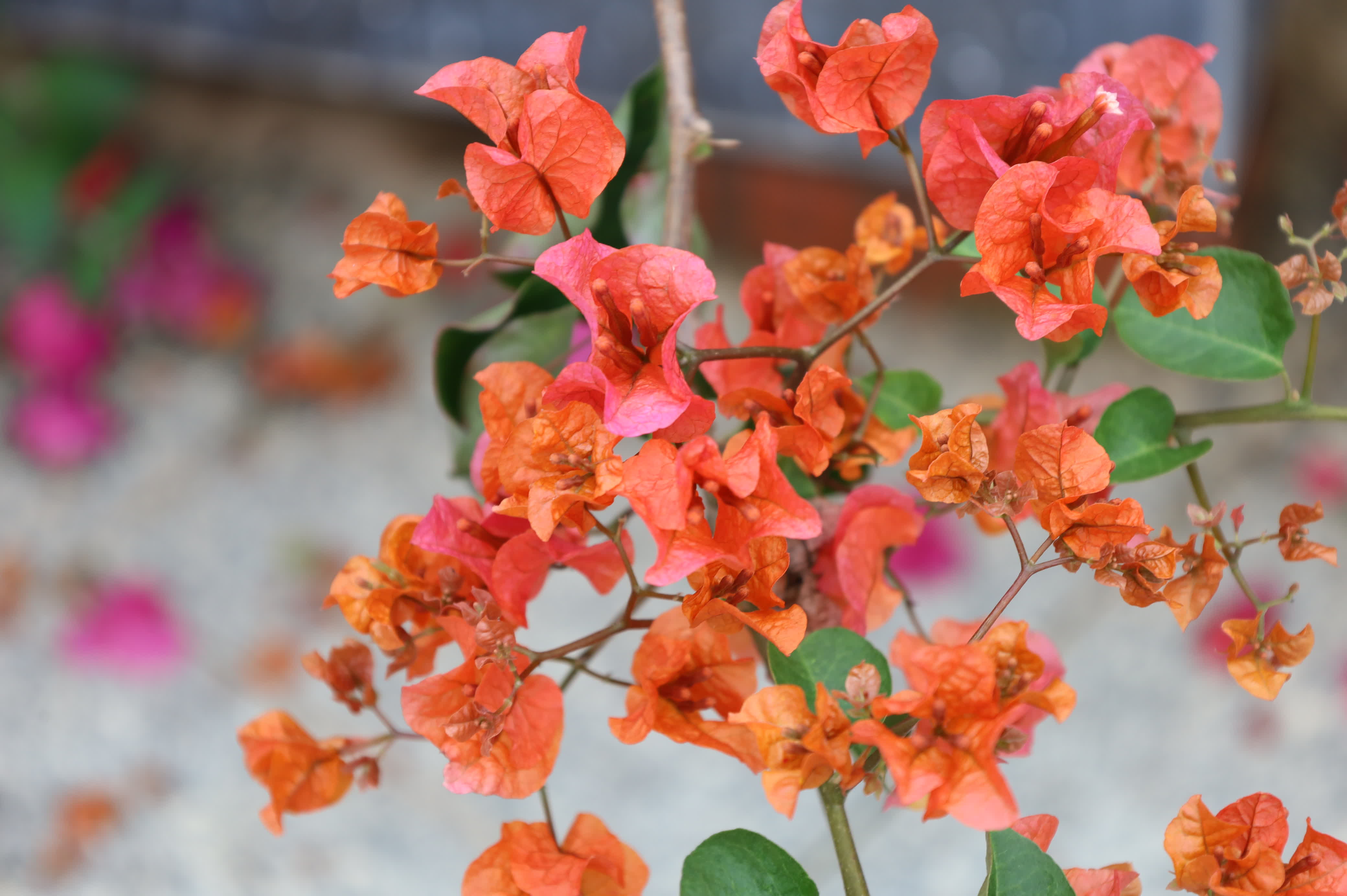 東華禪寺花木蔥蘢，禪意與花香相融。這些綻放在古寺裏的花朵，你能認出多少？快來參與看圖識花大比拚，在草木清香裏認花、尋趣。