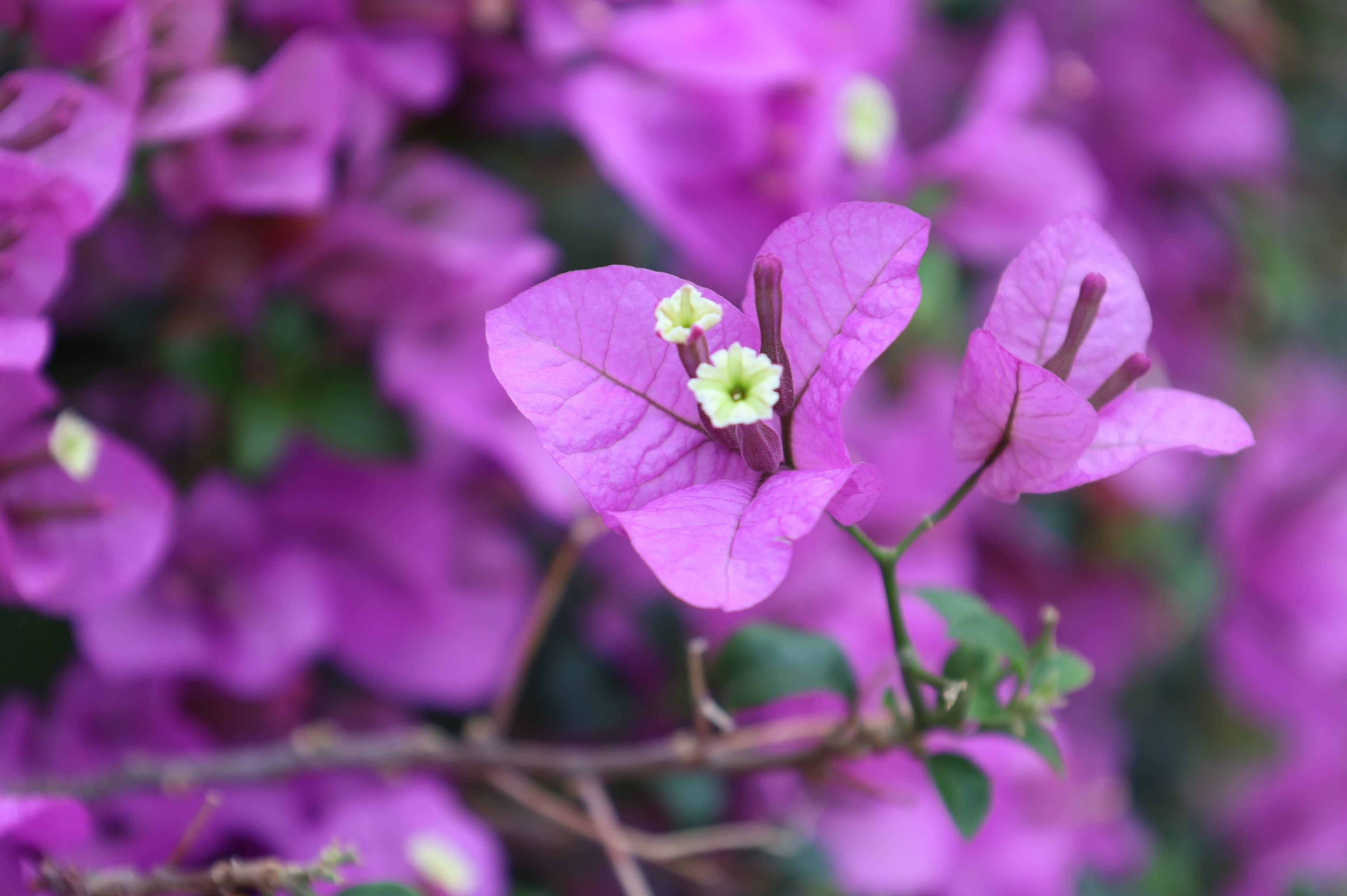 東華禪寺花木蔥蘢，禪意與花香相融。這些綻放在古寺裏的花朵，你能認出多少？快來參與看圖識花大比拚，在草木清香裏認花、尋趣。