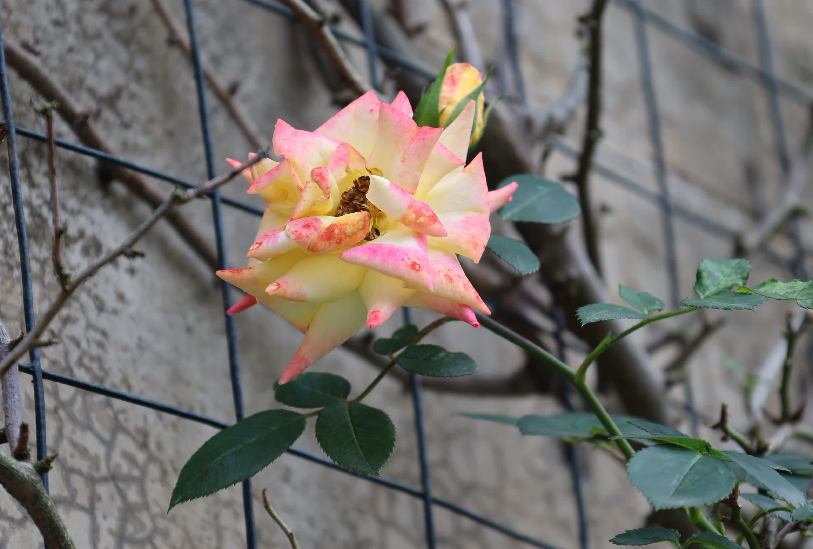 東華禪寺花木蔥蘢，禪意與花香相融。這些綻放在古寺裏的花朵，你能認出多少？快來參與看圖識花大比拚，在草木清香裏認花、尋趣。
