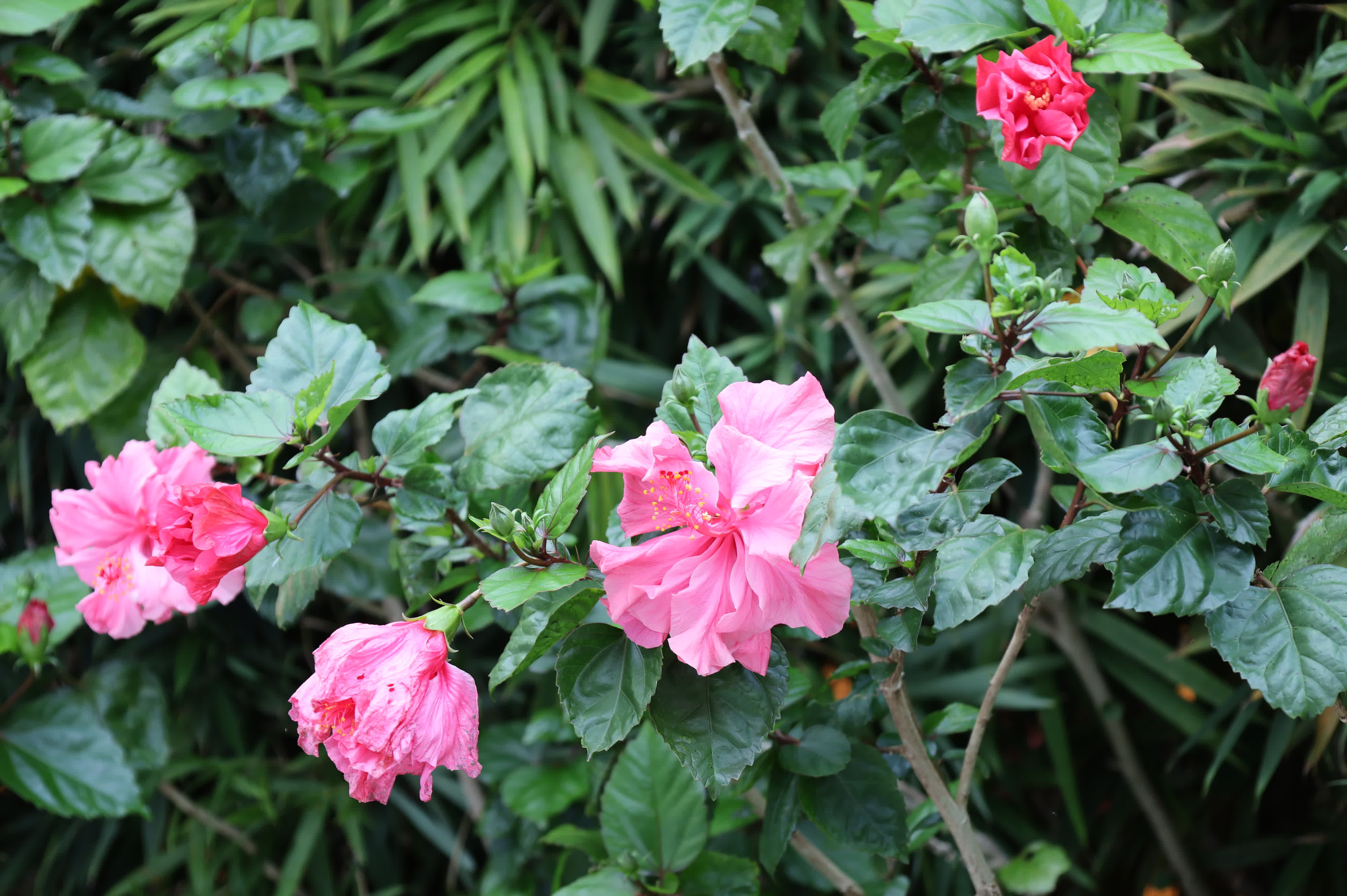 東華禪寺花木蔥蘢，禪意與花香相融。這些綻放在古寺裏的花朵，你能認出多少？快來參與看圖識花大比拚，在草木清香裏認花、尋趣。