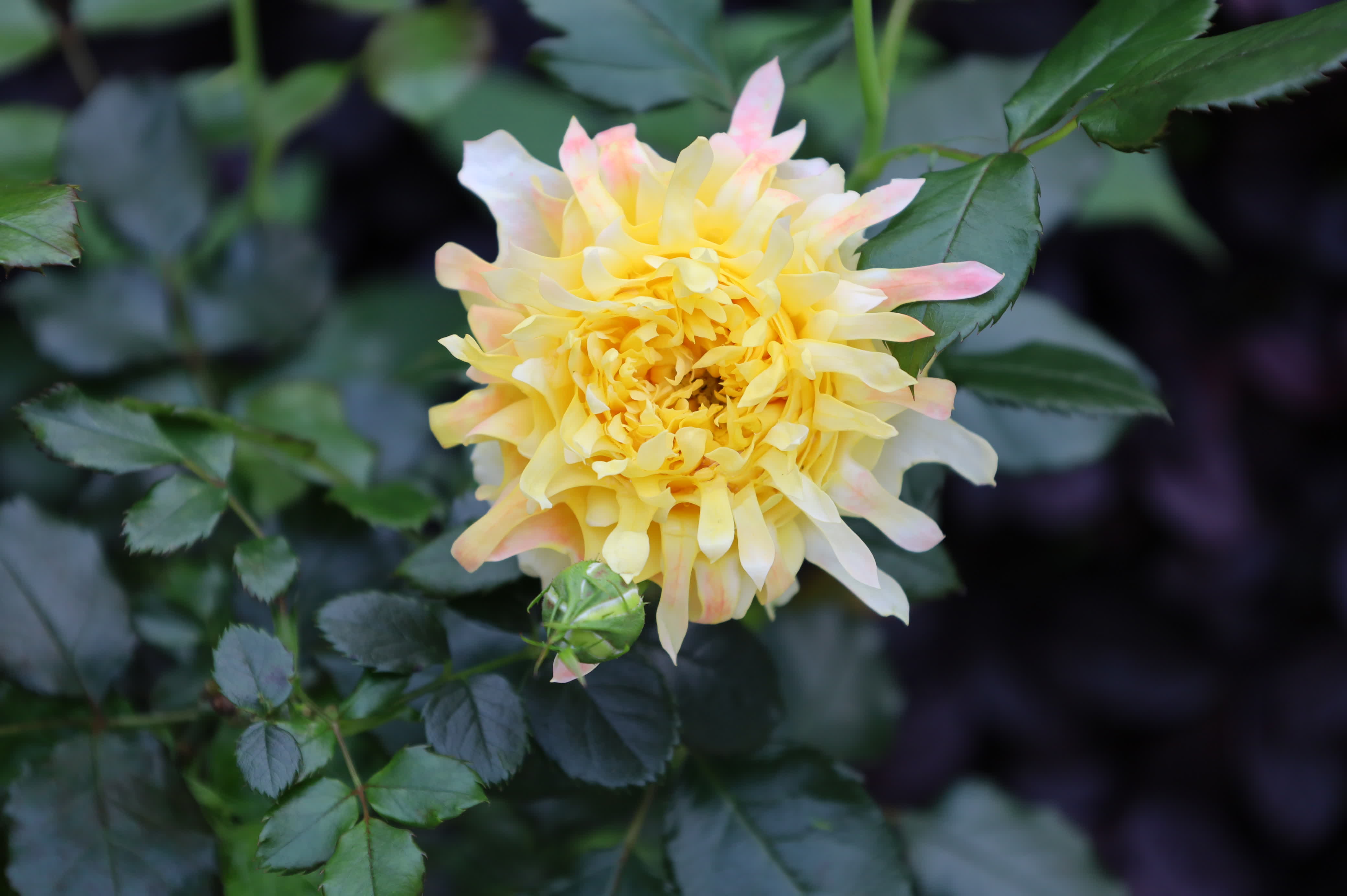 東華禪寺花木蔥蘢，禪意與花香相融。這些綻放在古寺裏的花朵，你能認出多少？快來參與看圖識花大比拚，在草木清香裏認花、尋趣。