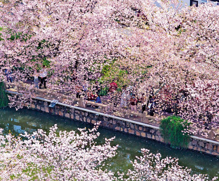 市井萬象/落英繽紛