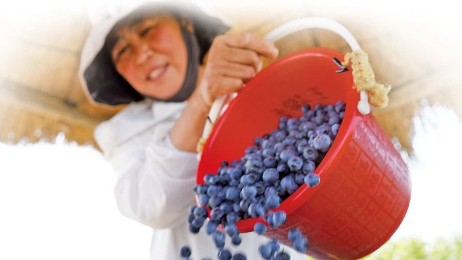 中國藍莓產量世界第一　全年供港