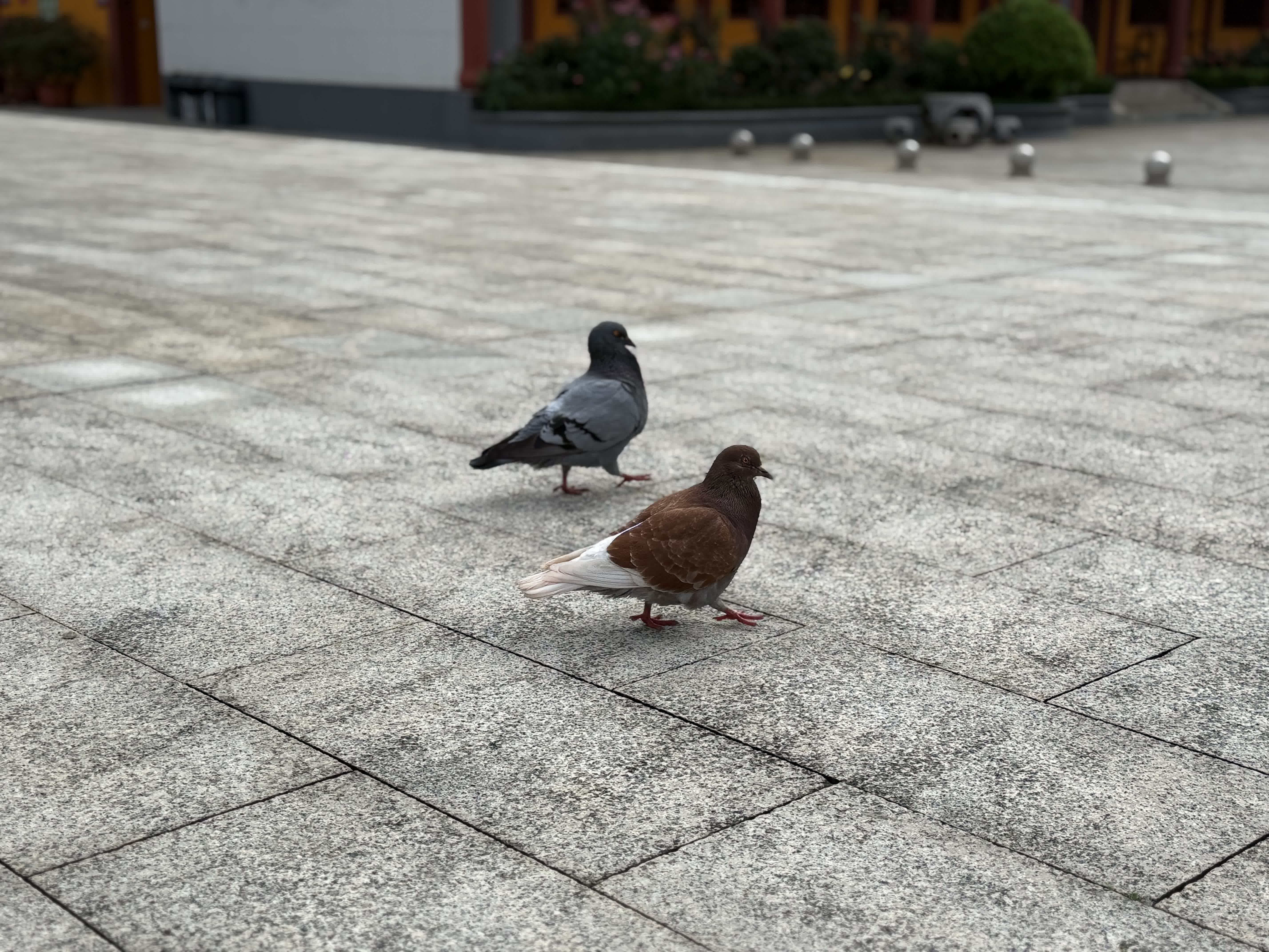 東華禪寺環境清幽雅緻，一草一木皆藏禪意。林間鳥雀輕鳴，小動物悠然棲息，或漫步山徑，或靜臥樹下，在自在安寧中與山水風光相融共生，勾勒出一幅人與動物和諧相伴的溫柔畫卷。
