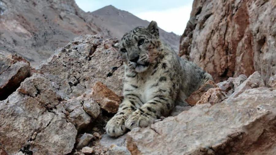China harnesses modern smart-tech to protect wildlife