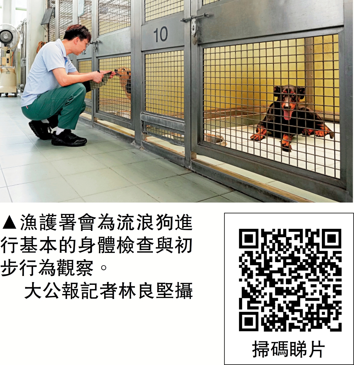 漁護署澄清：非四日就人道處理流浪狗 - 港聞 - 今日大公