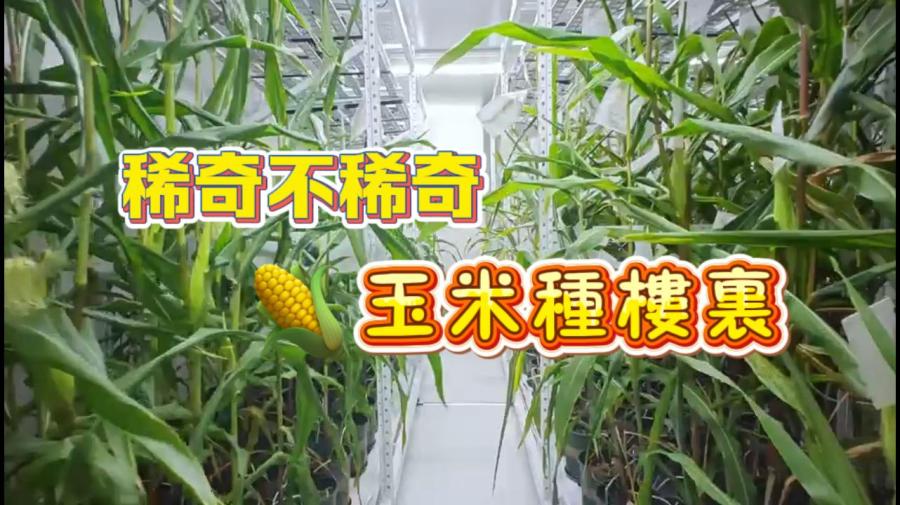 （有片）高樓裏種玉米！ 揭秘深圳「植物育種加速器」  智能調控一年收四代
