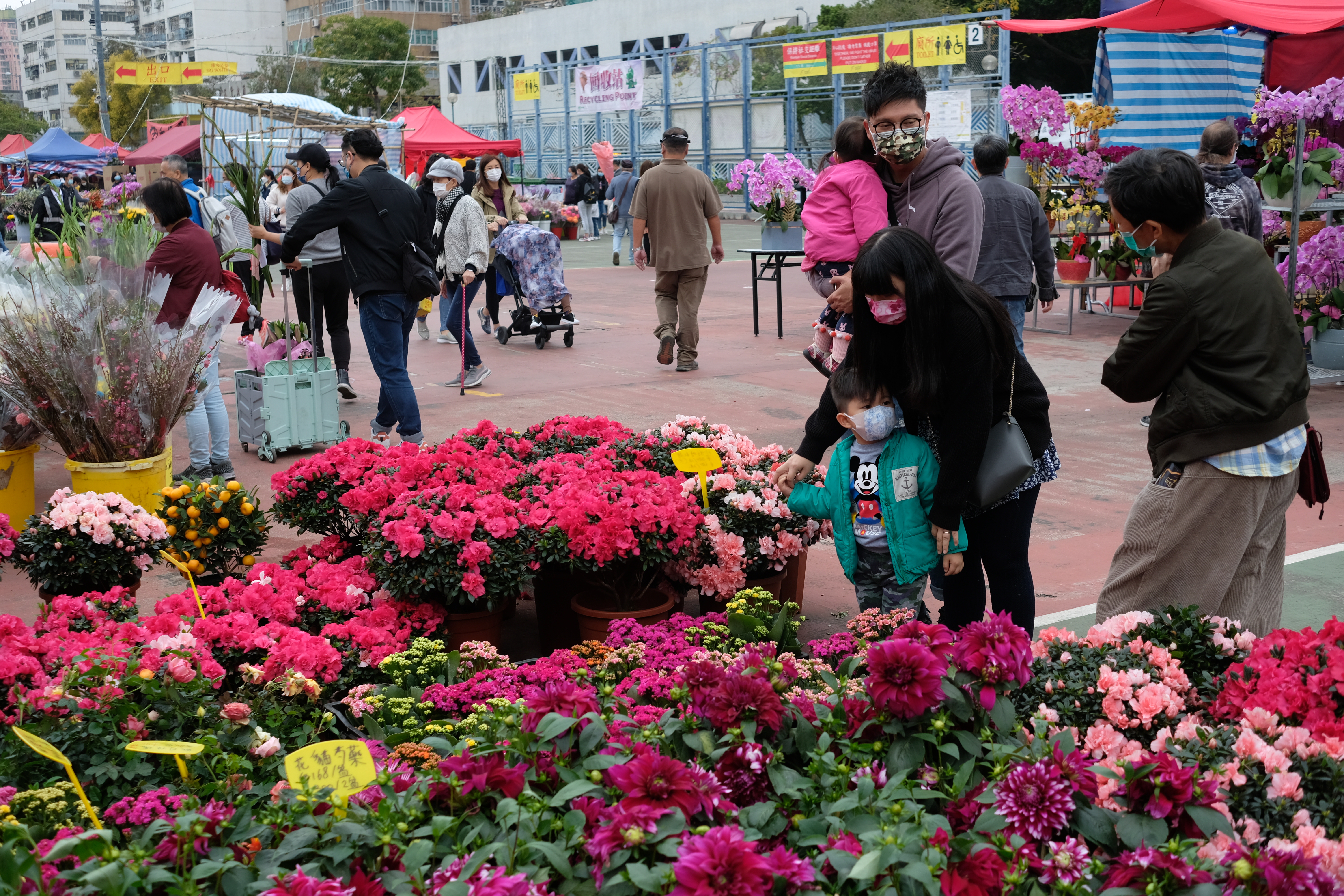 牛年年宵花市6日開鑼，在全港15個地點舉行。新冠肺炎疫情下，人潮雖不及往年，但今日（9日）仍有不少市民到花市閒逛，開心揀選桃花、蘭花、年桔等好意頭的植物，為家居添彩。（點新聞記者麥鈞傑攝）