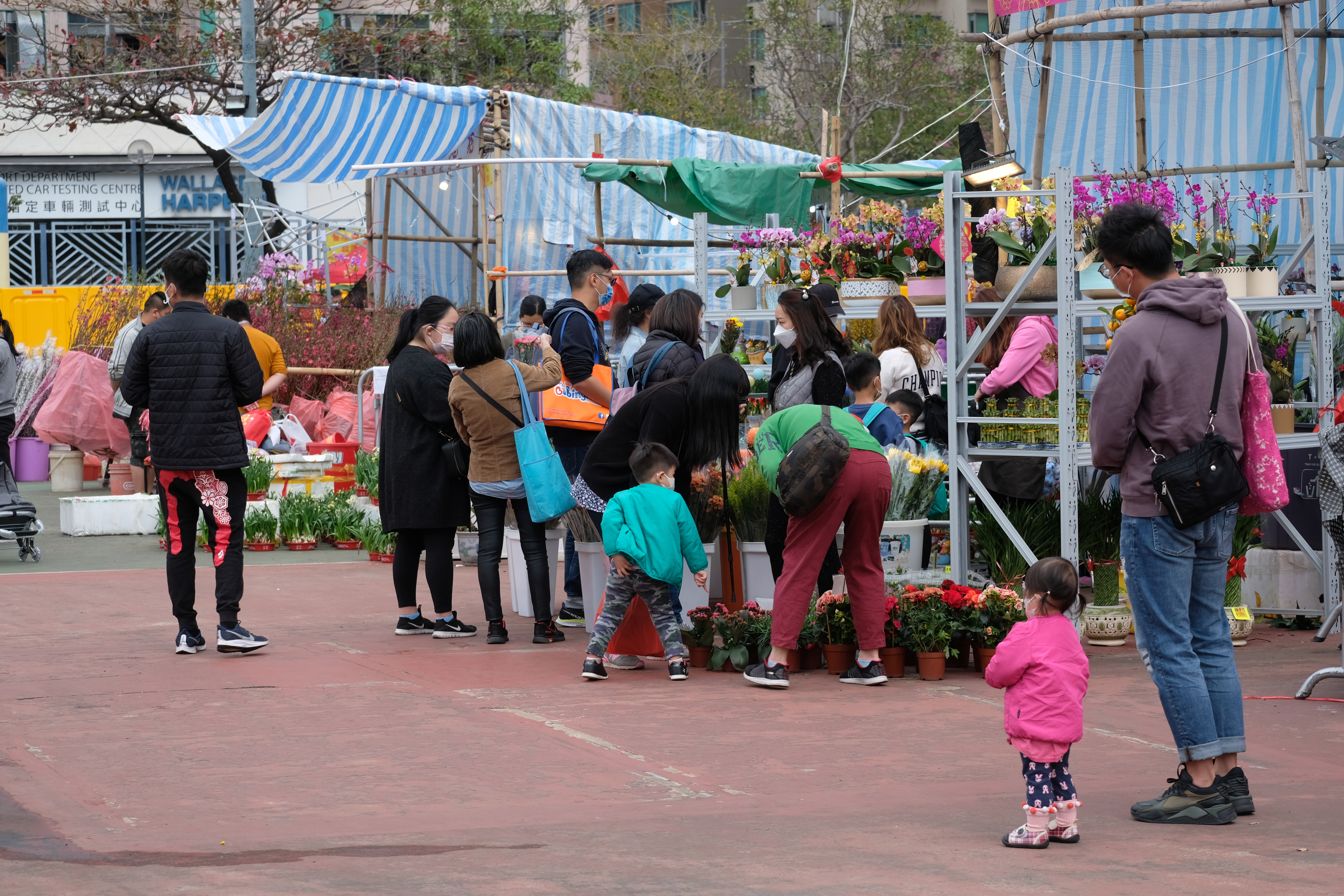 牛年年宵花市6日開鑼，在全港15個地點舉行。新冠肺炎疫情下，人潮雖不及往年，但今日（9日）仍有不少市民到花市閒逛，開心揀選桃花、蘭花、年桔等好意頭的植物，為家居添彩。（大公文匯全媒體記者麥鈞傑攝）