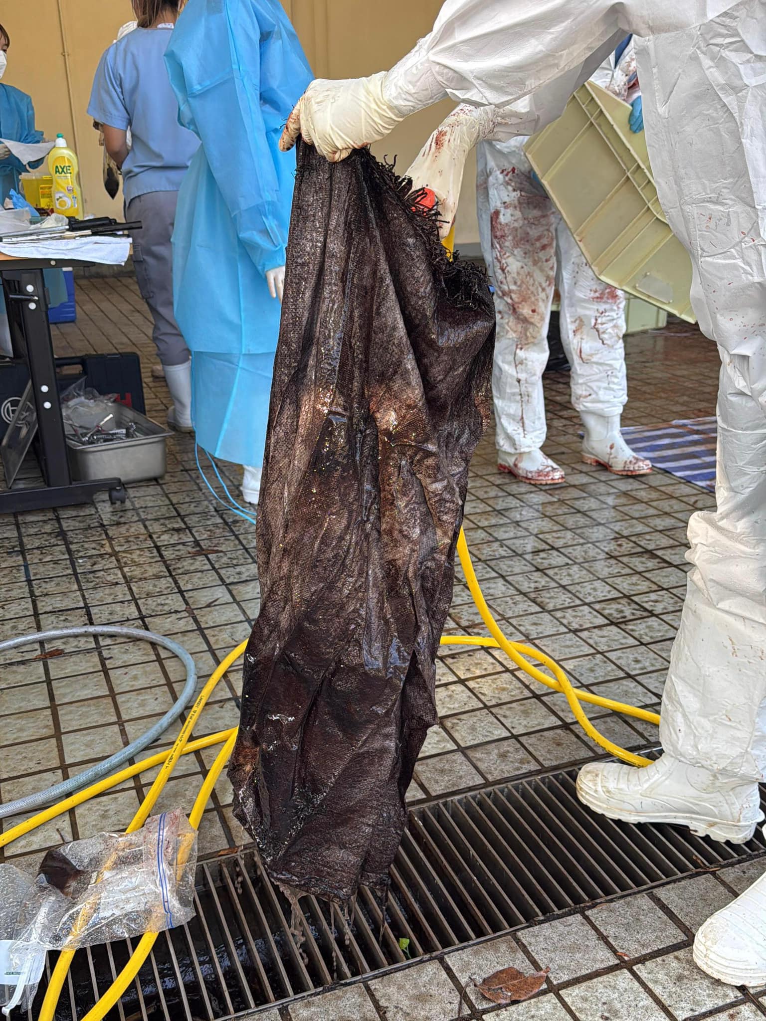 漁護署：解剖報告需時數月考慮保留鯨魚骨架製成標本- 香港- 大公文匯網