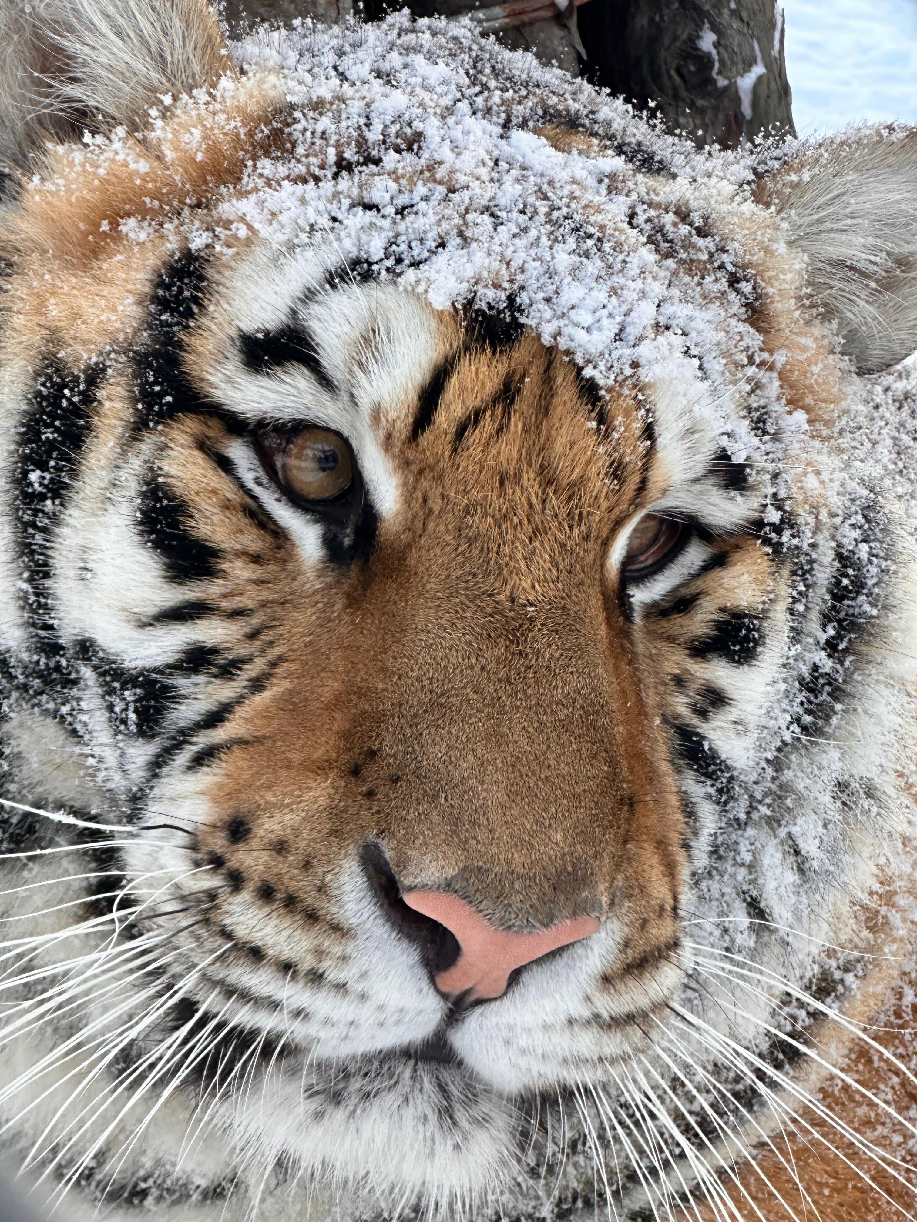 有片）猛虎雪地搶雞火爆出圈橫道河子東北虎林園迎最佳觀虎季- 內地- 大