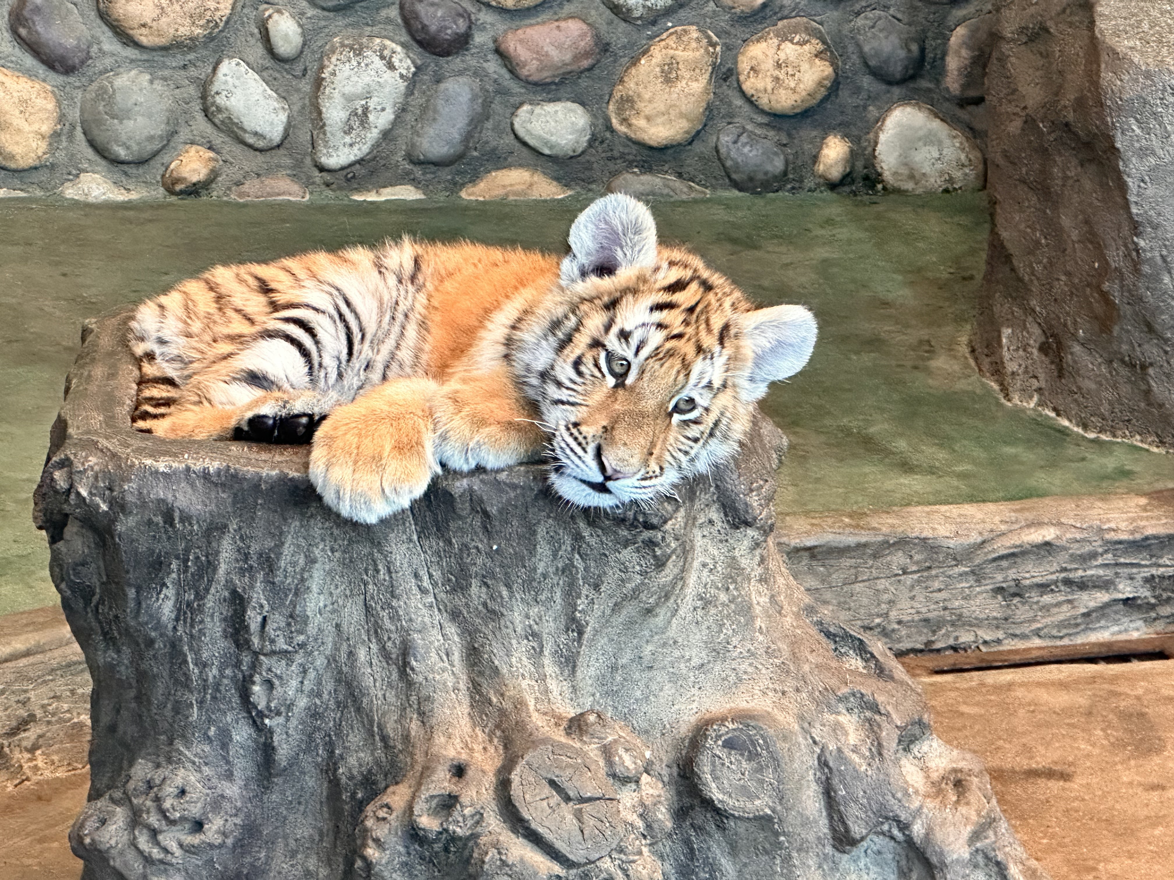有片）猛虎雪地搶雞火爆出圈橫道河子東北虎林園迎最佳觀虎季- 內地- 大