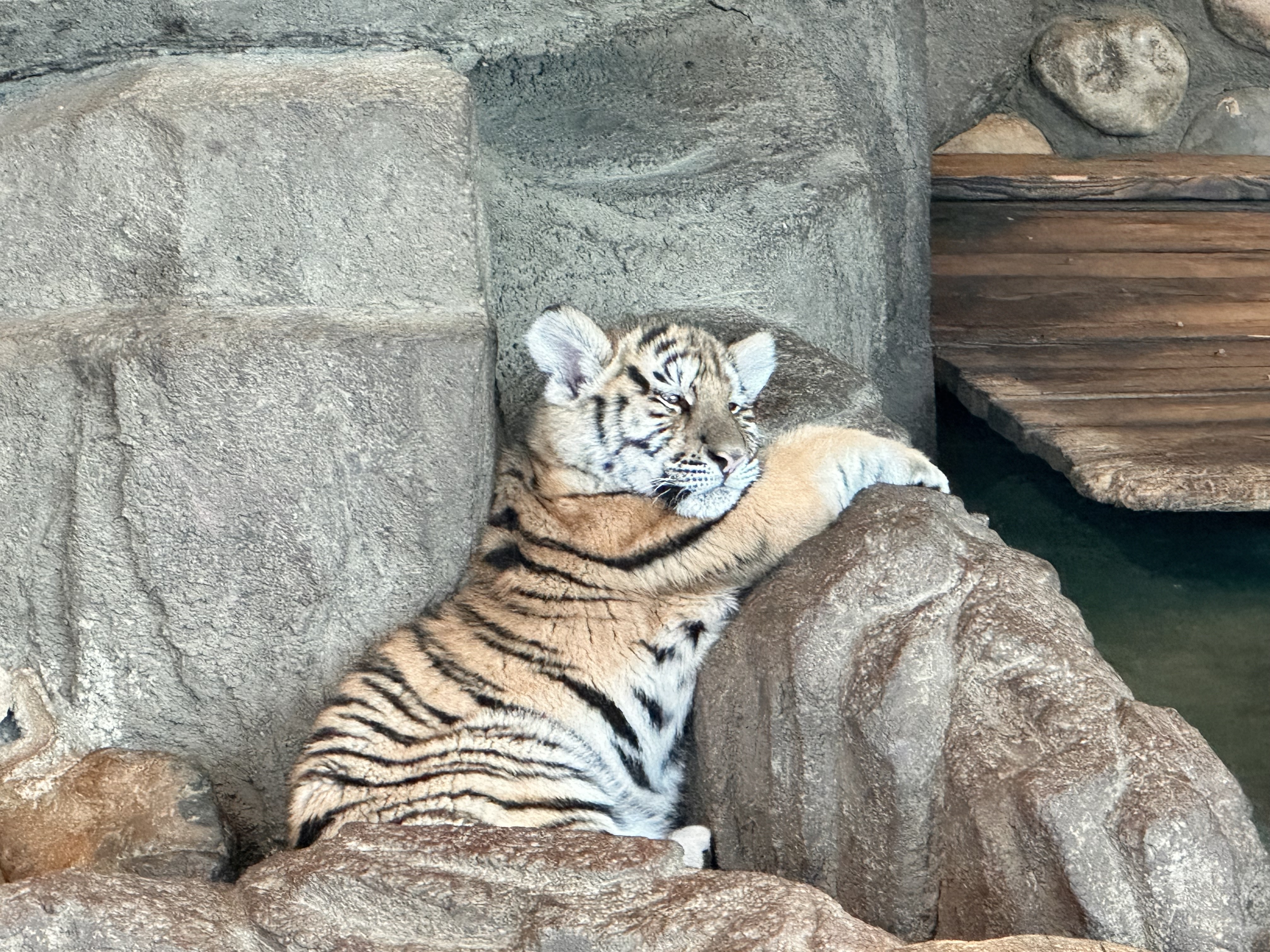 有片）猛虎雪地搶雞火爆出圈橫道河子東北虎林園迎最佳觀虎季- 內地- 大